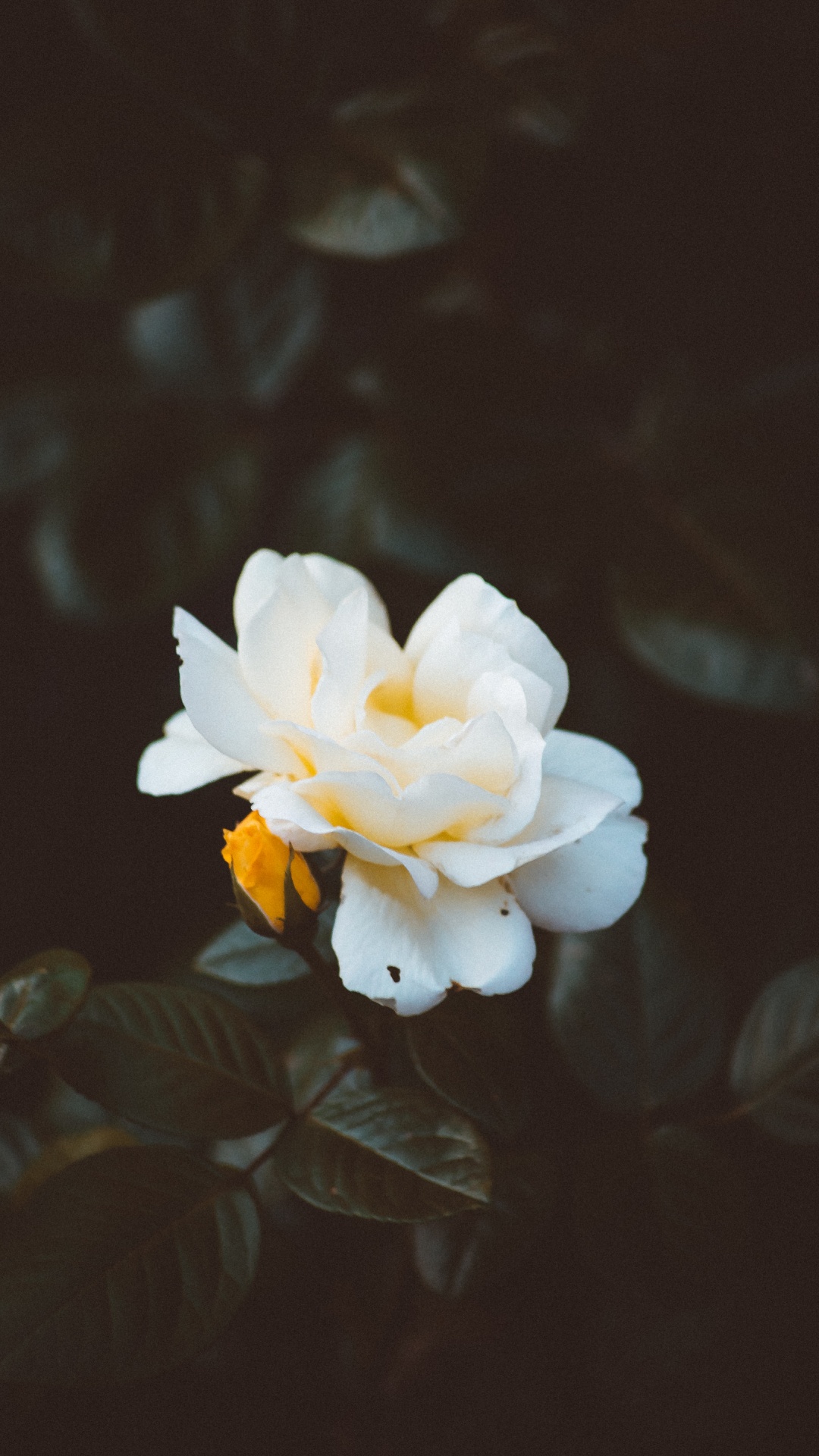 White Flower With Green Leaves. Wallpaper in 1080x1920 Resolution