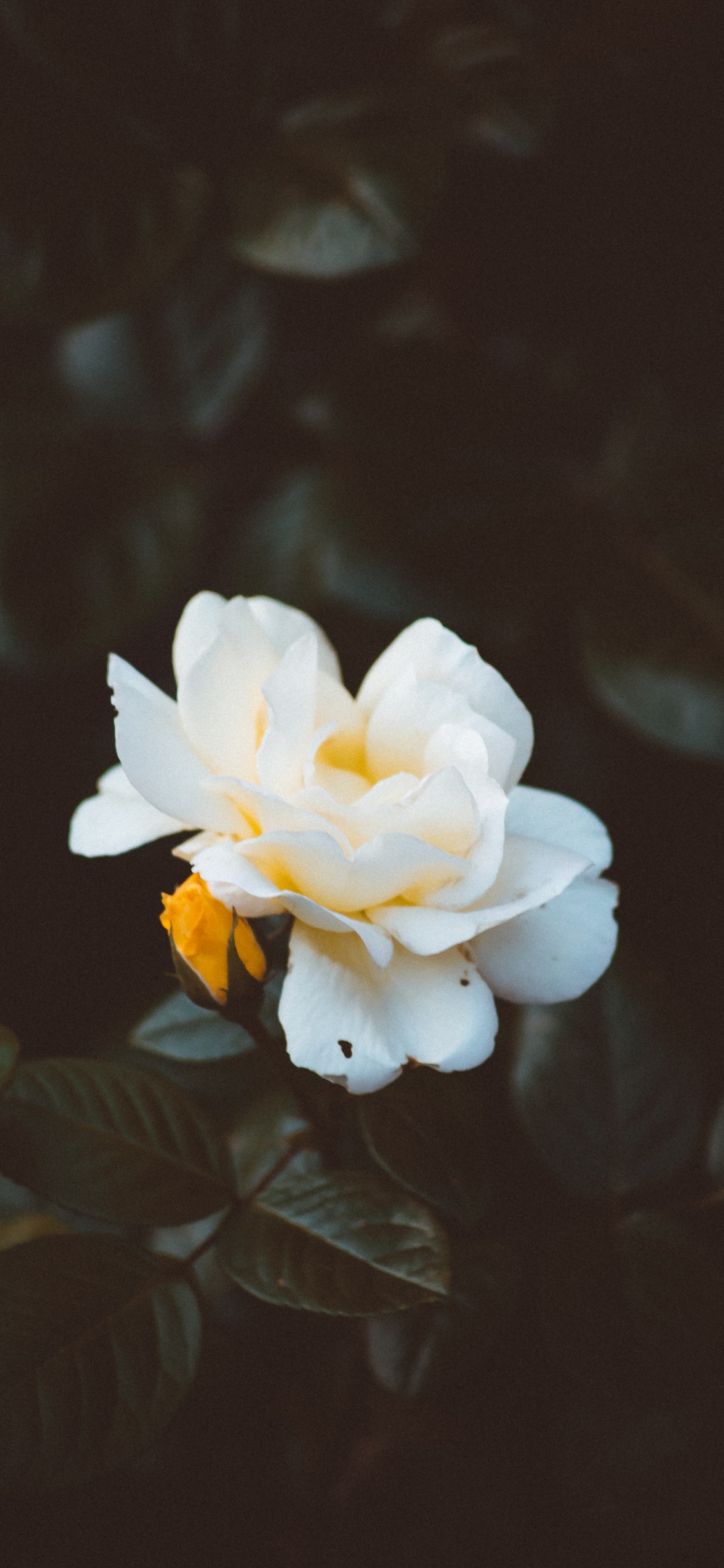 White Flower With Green Leaves. Wallpaper in 1125x2436 Resolution