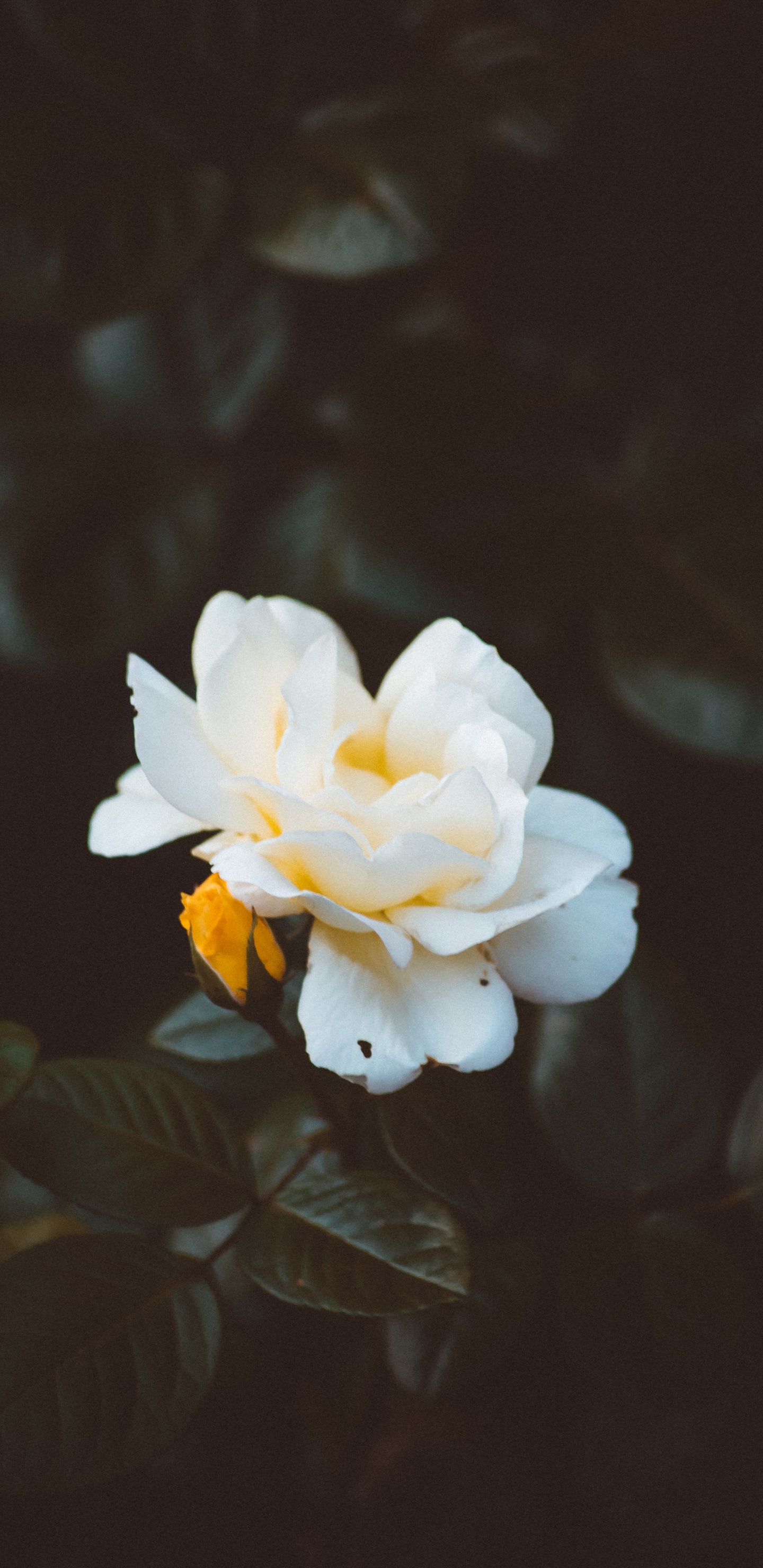 Fleur Blanche Aux Feuilles Vertes. Wallpaper in 1440x2960 Resolution