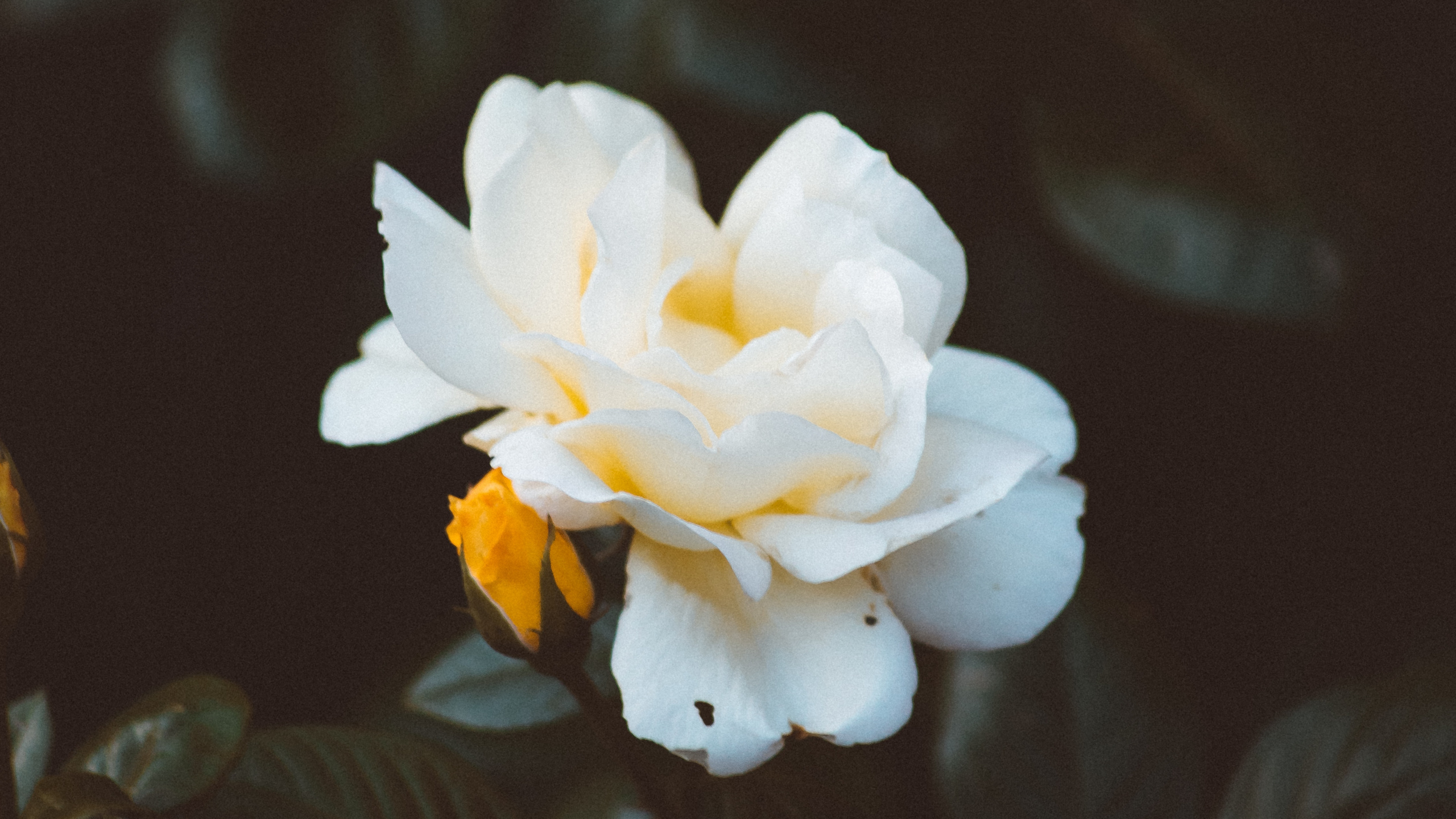 Fleur Blanche Aux Feuilles Vertes. Wallpaper in 2560x1440 Resolution