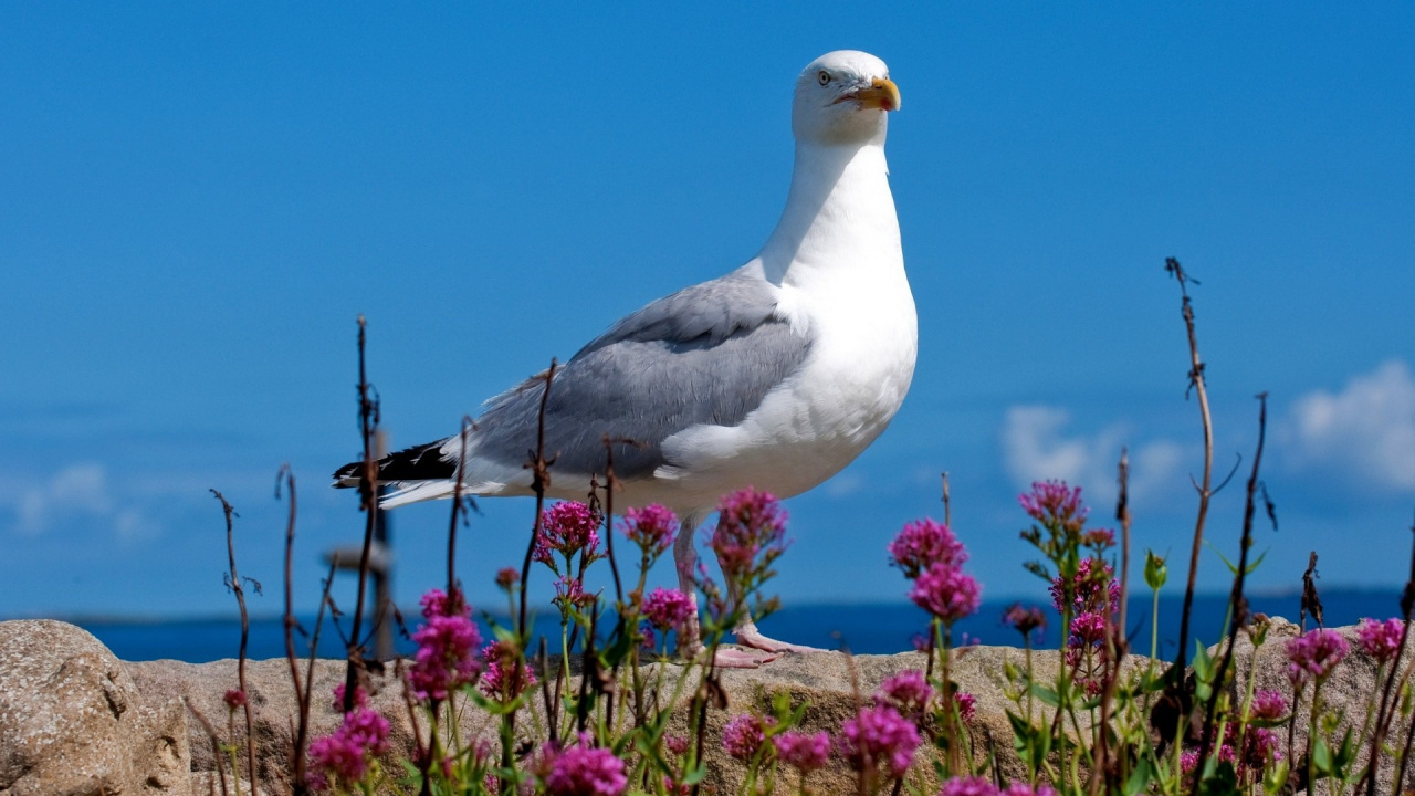 White and Gray Bird on Purple Flower Field During Daytime. Wallpaper in 1280x720 Resolution