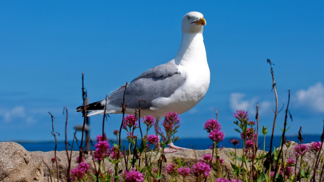 Pájaro Blanco y Gris en el Campo de Flores Moradas Durante el Día. Wallpaper in 1366x768 Resolution