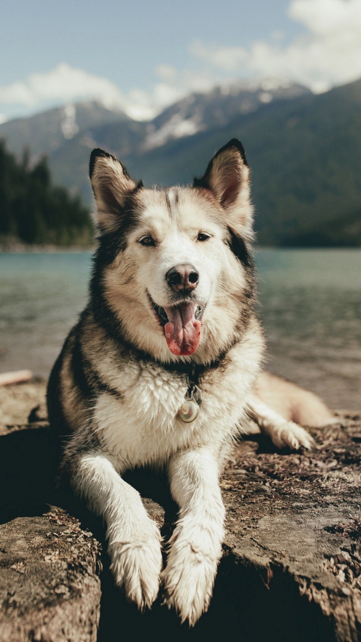 Siberian Husky, Alaskan Malamute, T-shirt, Husky, Welpe. Wallpaper in 720x1280 Resolution