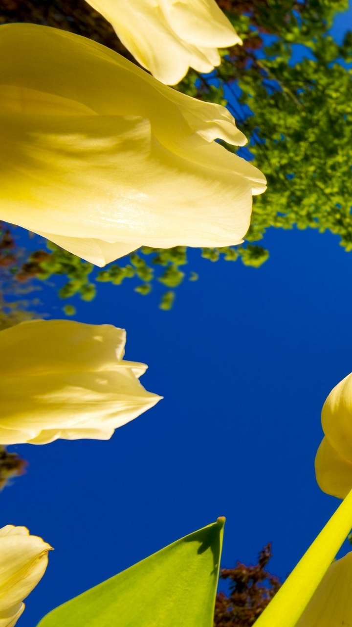 Yellow Flower Under Blue Sky During Daytime. Wallpaper in 720x1280 Resolution