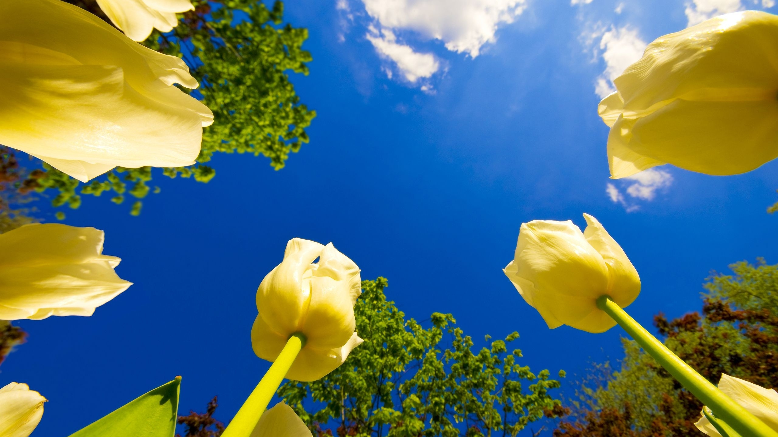 Fleur Jaune Sous Ciel Bleu Pendant la Journée. Wallpaper in 2560x1440 Resolution