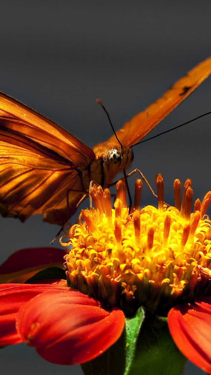 Brown and Black Butterfly on Yellow and Red Flower. Wallpaper in 720x1280 Resolution