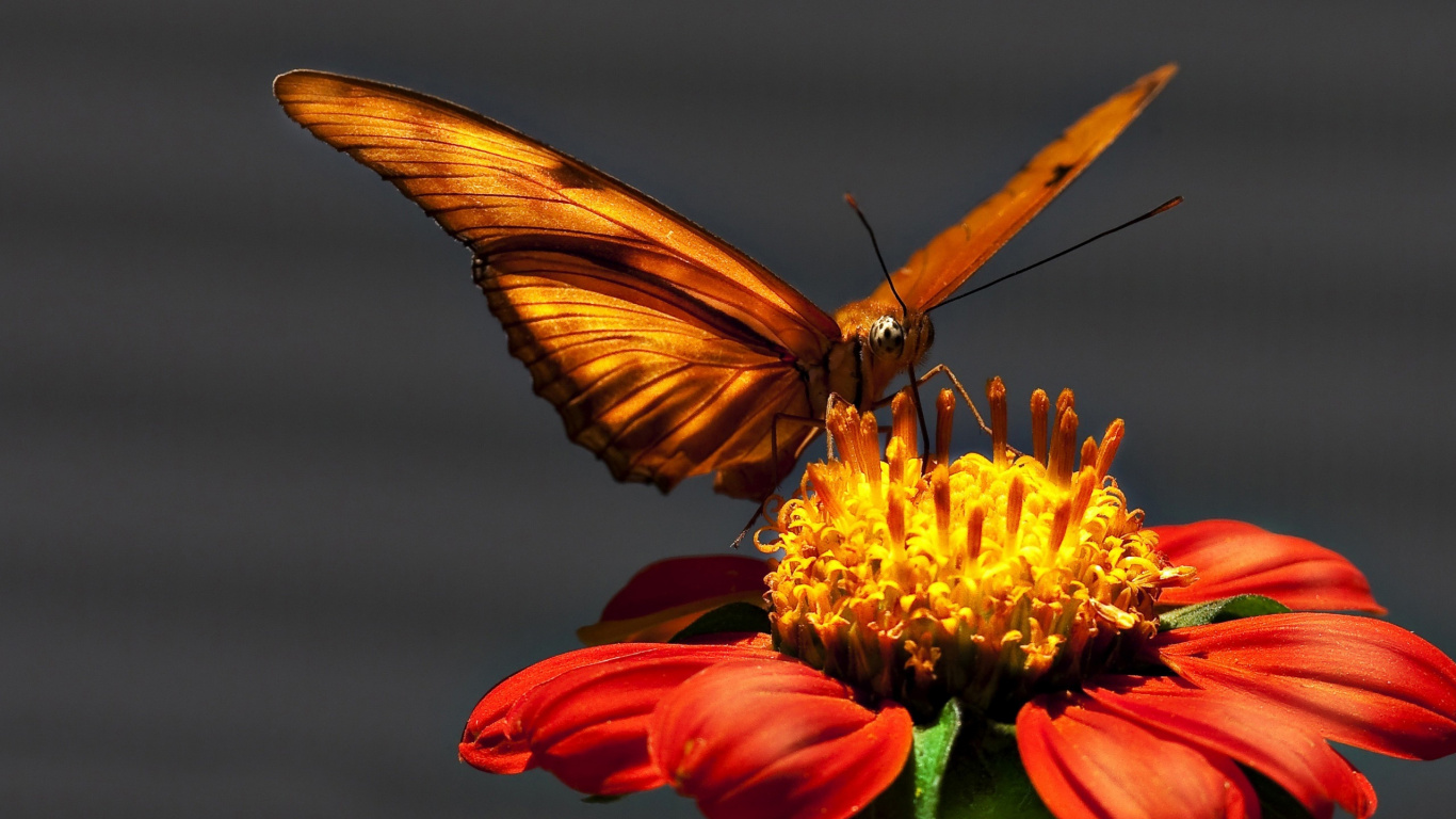 Mariposa Marrón y Negra Sobre Flor Amarilla y Roja. Wallpaper in 1366x768 Resolution