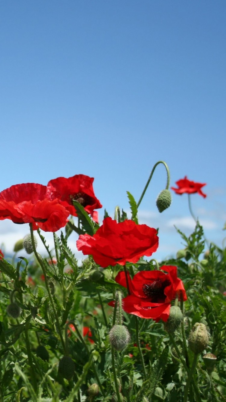 Red Flowers on Green Grass Field During Daytime. Wallpaper in 750x1334 Resolution