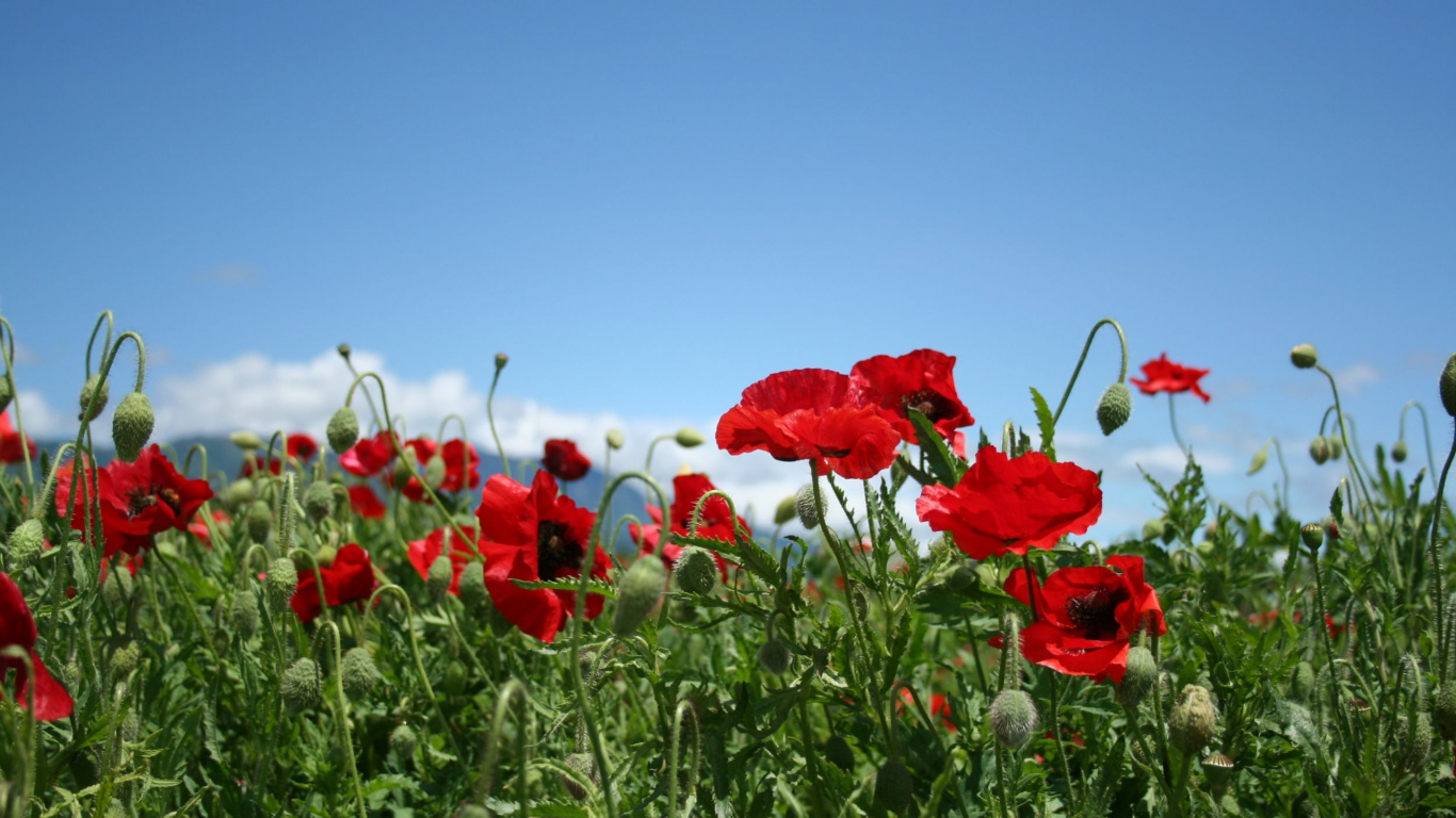 Fleurs Rouges Sur Terrain D'herbe Verte Pendant la Journée. Wallpaper in 1366x768 Resolution