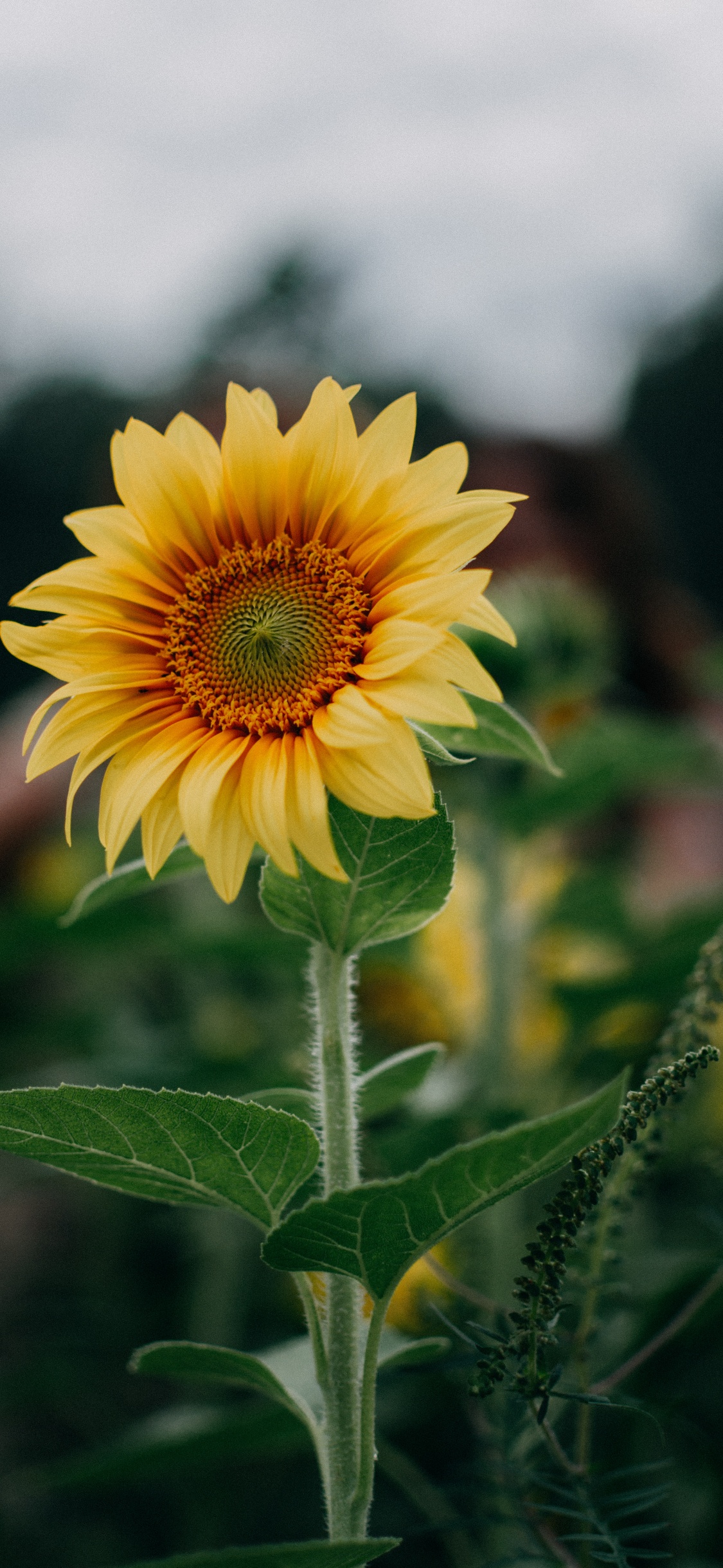 Girasol Amarillo en Lente de Cambio de Inclinación. Wallpaper in 1125x2436 Resolution
