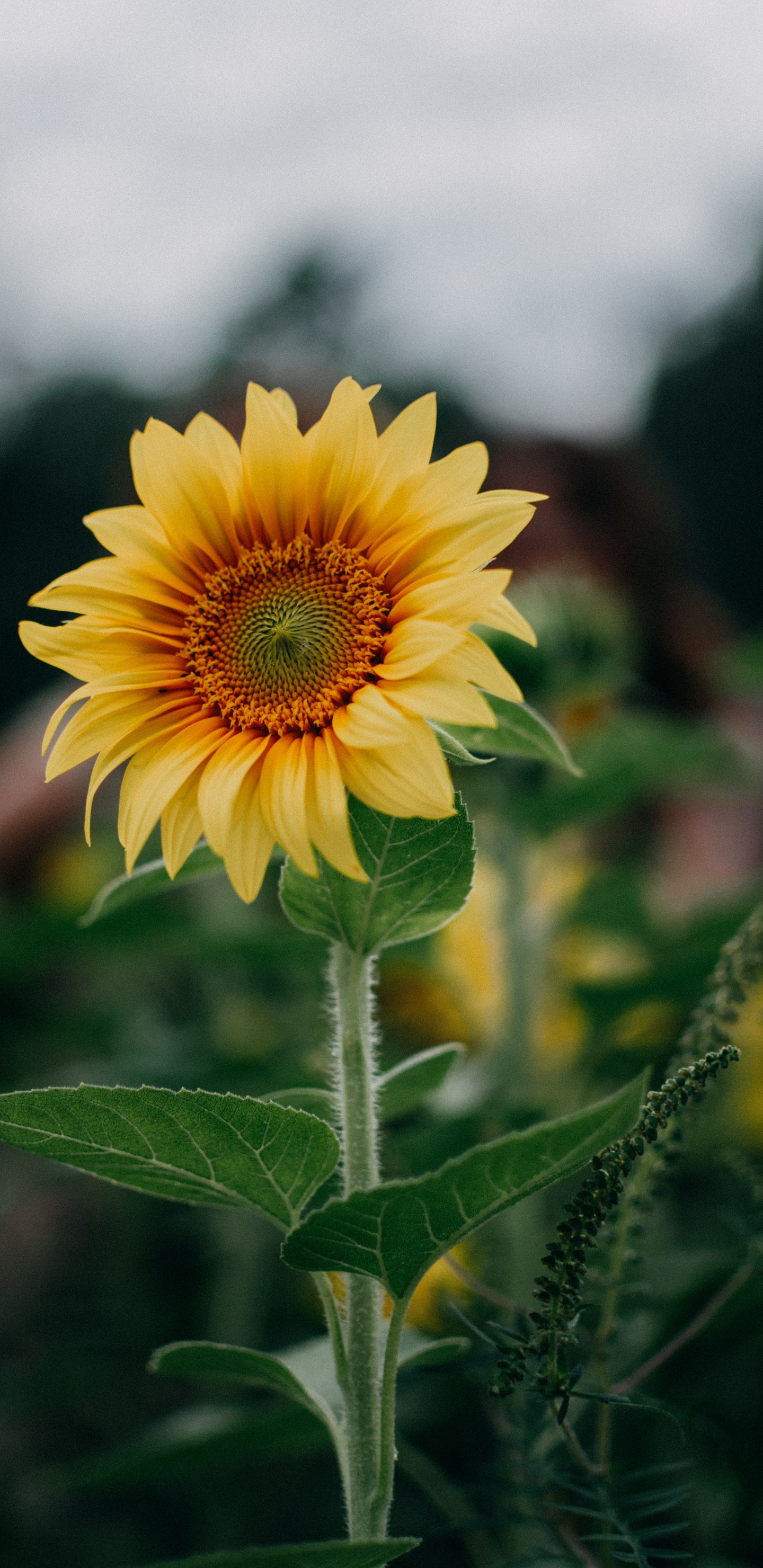 Gelbe Sonnenblume in Tilt-Shift-Linse. Wallpaper in 1440x2960 Resolution