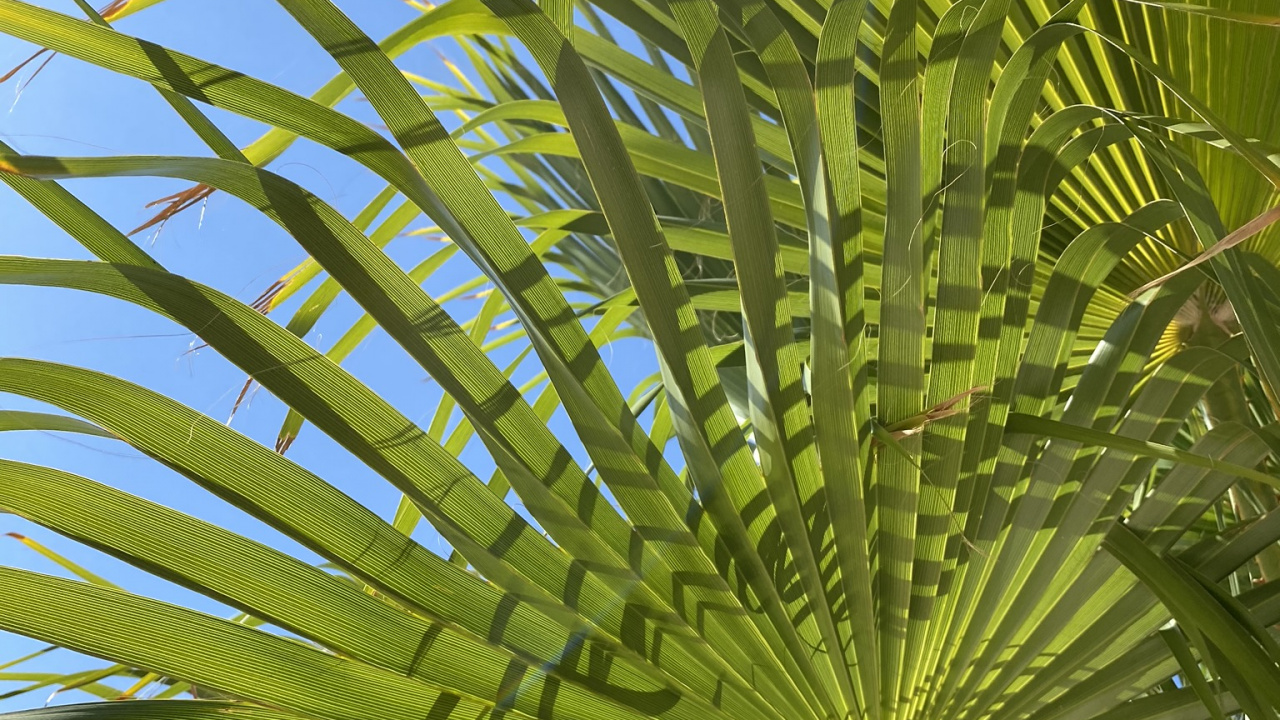 la Vegetación, Saw Palmetto, Tallo de la Planta, Fecha de la Palma, Naturaleza. Wallpaper in 1280x720 Resolution