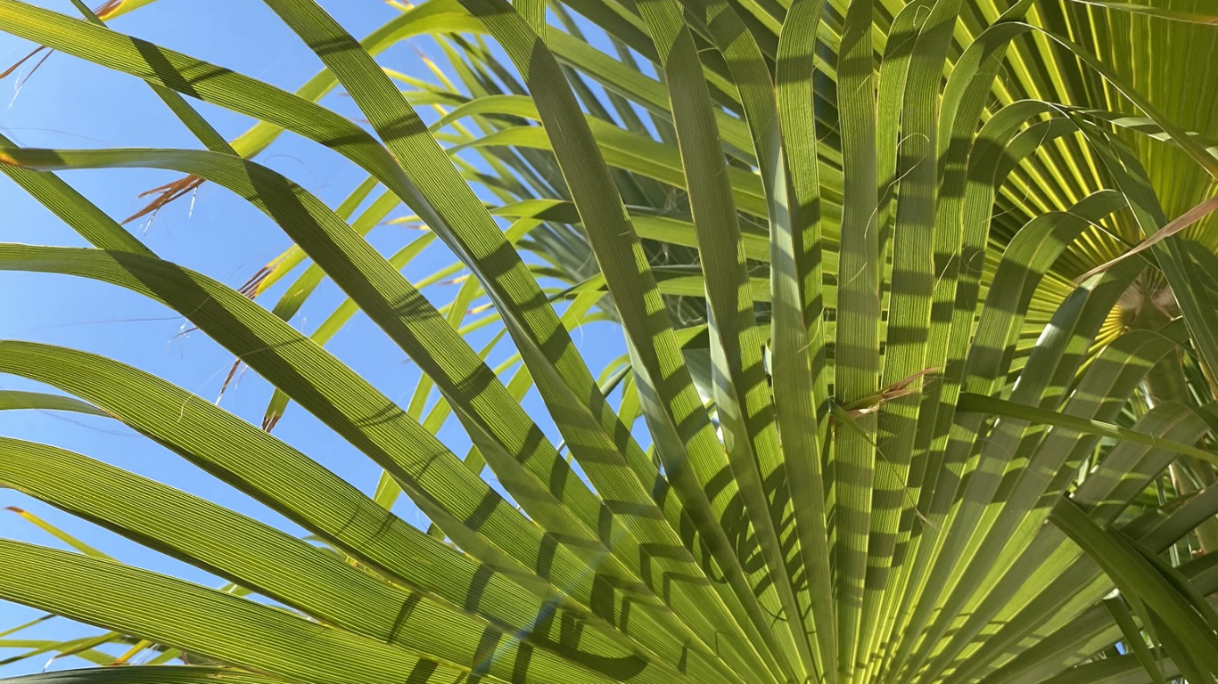 la Vegetación, Saw Palmetto, Tallo de la Planta, Fecha de la Palma, Naturaleza. Wallpaper in 1366x768 Resolution