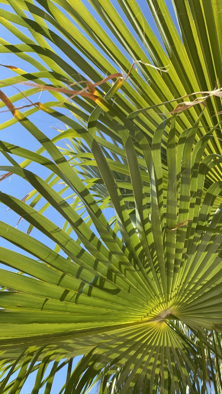 Végétation, Saw Palmetto, Feuille, Tige de la Plante, Dattier. Wallpaper in 720x1280 Resolution