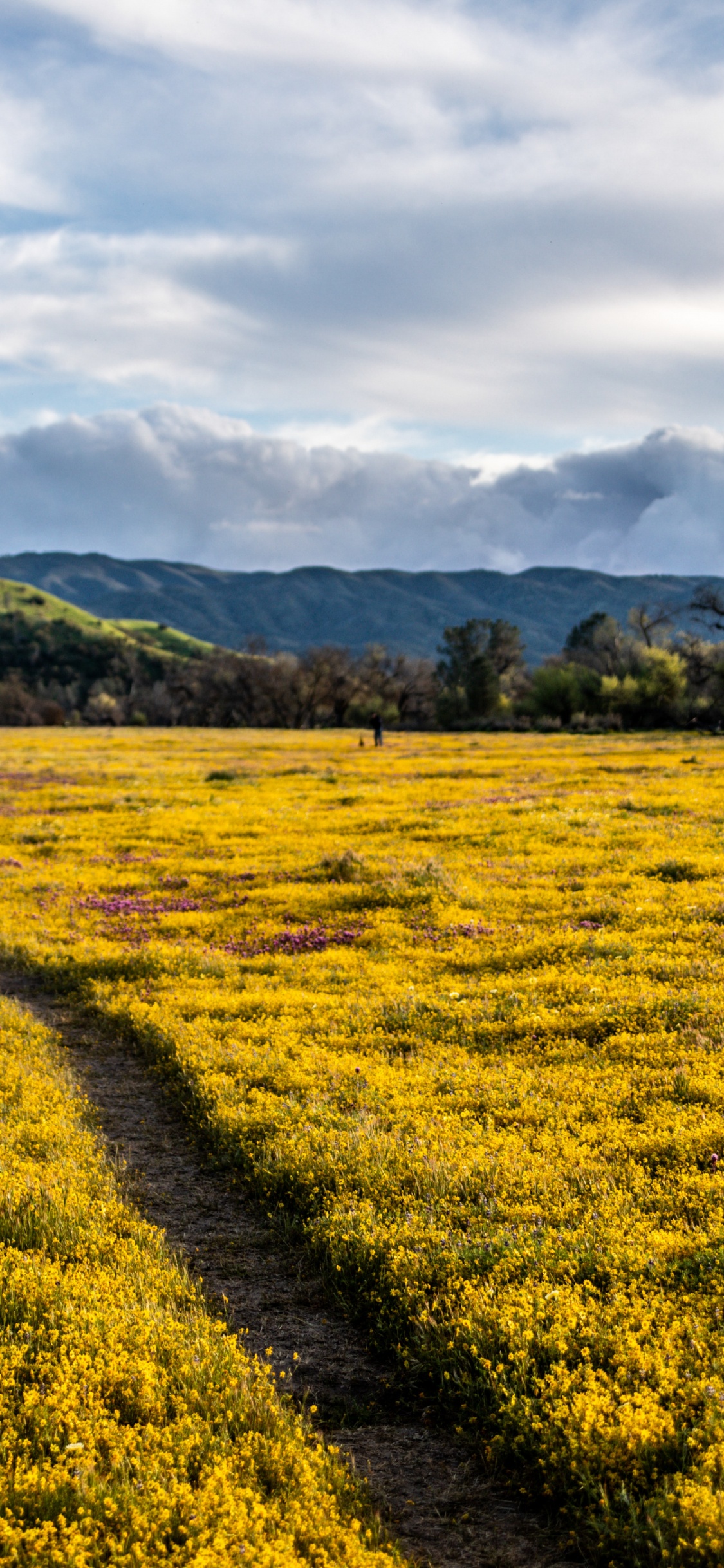 Grassland, Mount Scenery, Crop, Grasses, Rural Area. Wallpaper in 1125x2436 Resolution