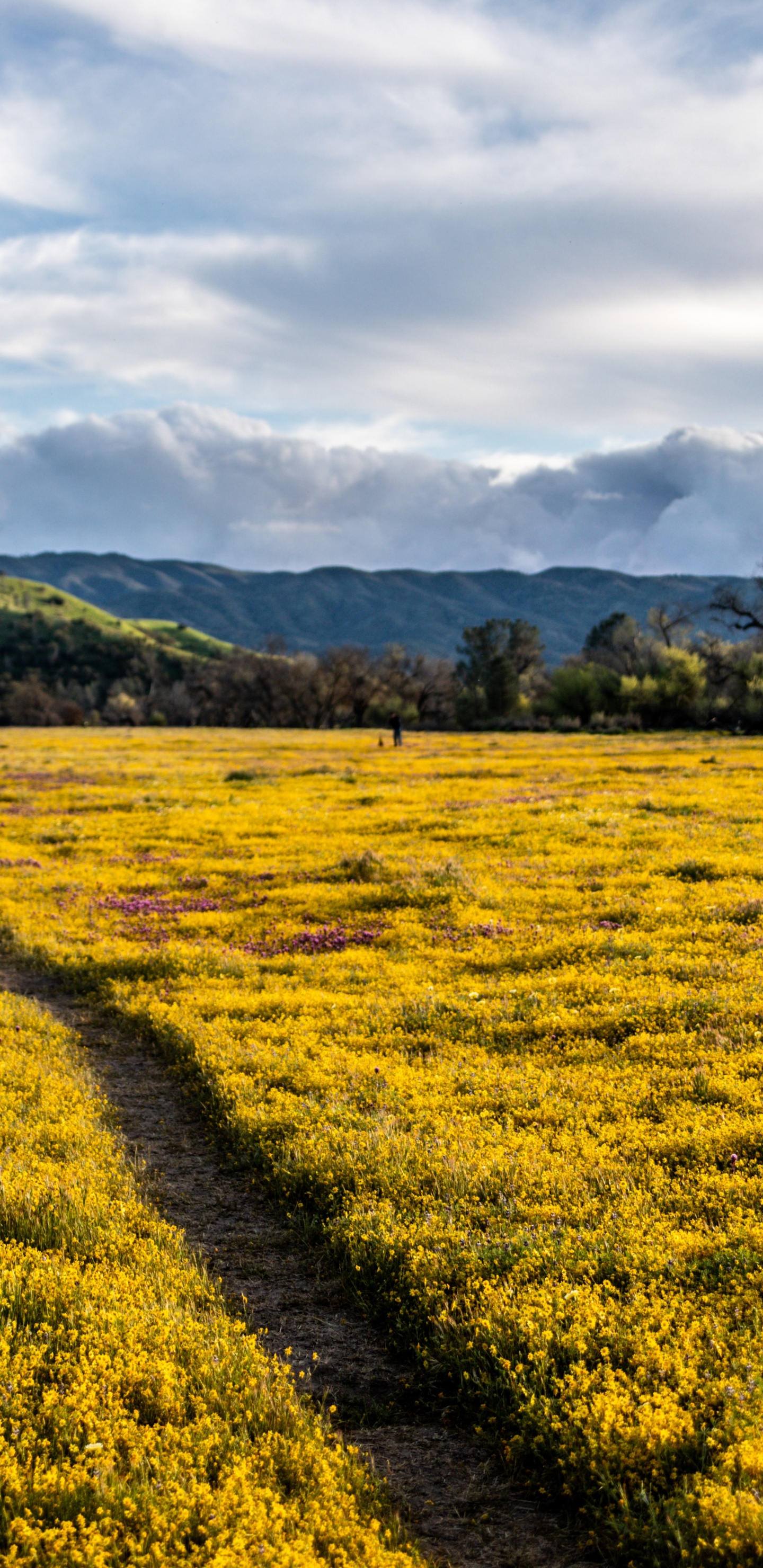 Grassland, Mount Scenery, Crop, Grasses, Rural Area. Wallpaper in 1440x2960 Resolution