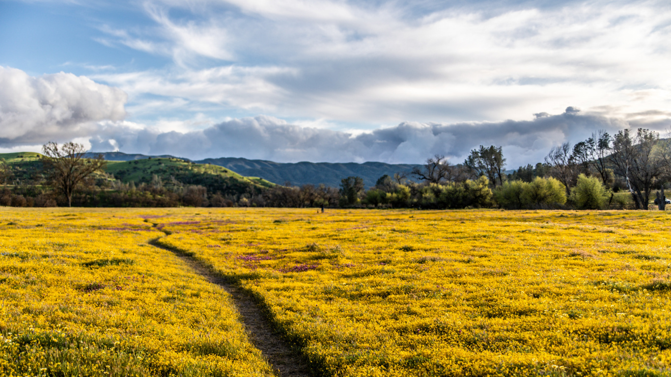 Montaje de Escenografía, Cultivo, Zona Rural, Arbustos, la Luz Del Sol. Wallpaper in 1366x768 Resolution