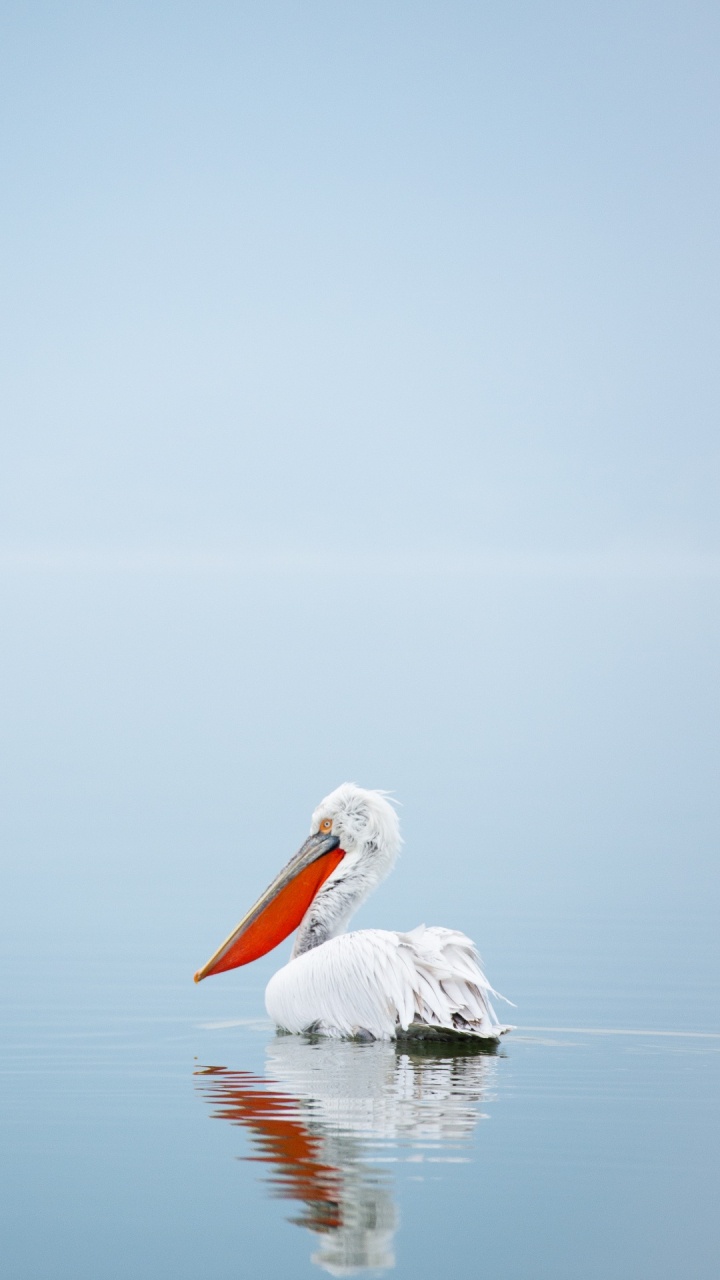 Wasser, Pelican, Birds, Watvögel, Seevogel. Wallpaper in 720x1280 Resolution