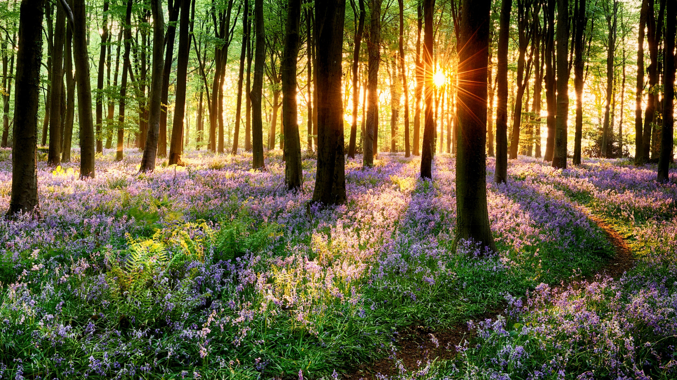 Forest, Tree, Flower, Plant, Ecoregion. Wallpaper in 1366x768 Resolution