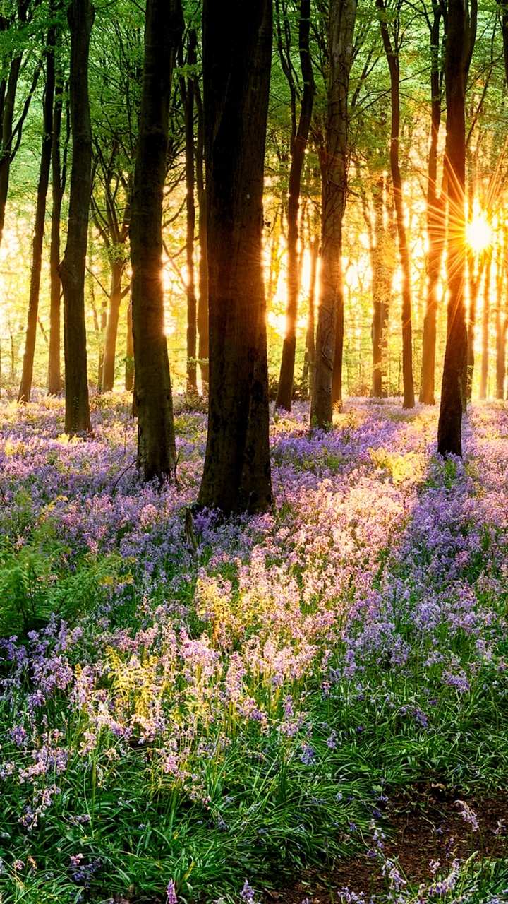 Wald, Baum, Ökoregion, Menschen in Der Natur, Licht. Wallpaper in 720x1280 Resolution