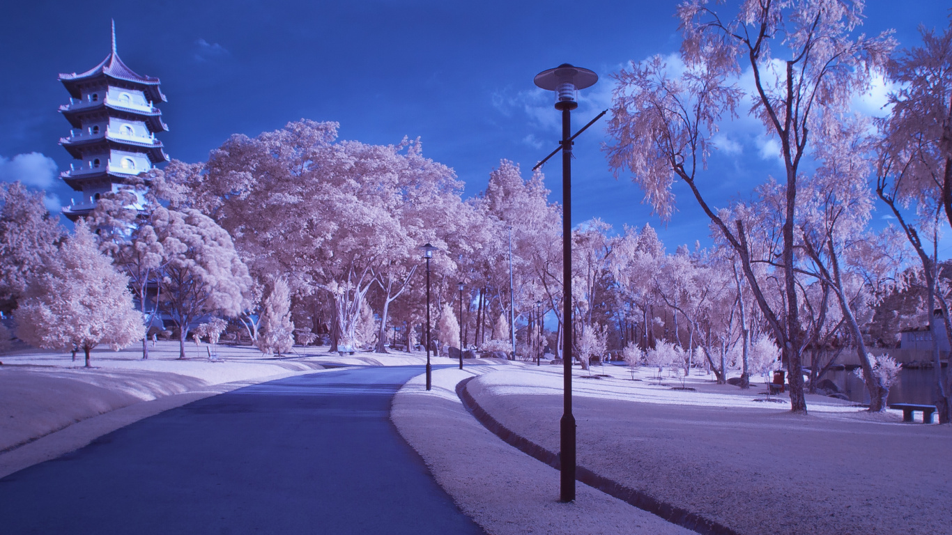 White Cherry Blossom Trees Beside Road During Daytime. Wallpaper in 1366x768 Resolution