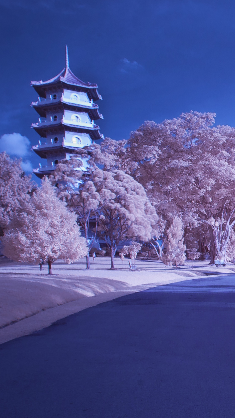 White Cherry Blossom Trees Beside Road During Daytime. Wallpaper in 750x1334 Resolution