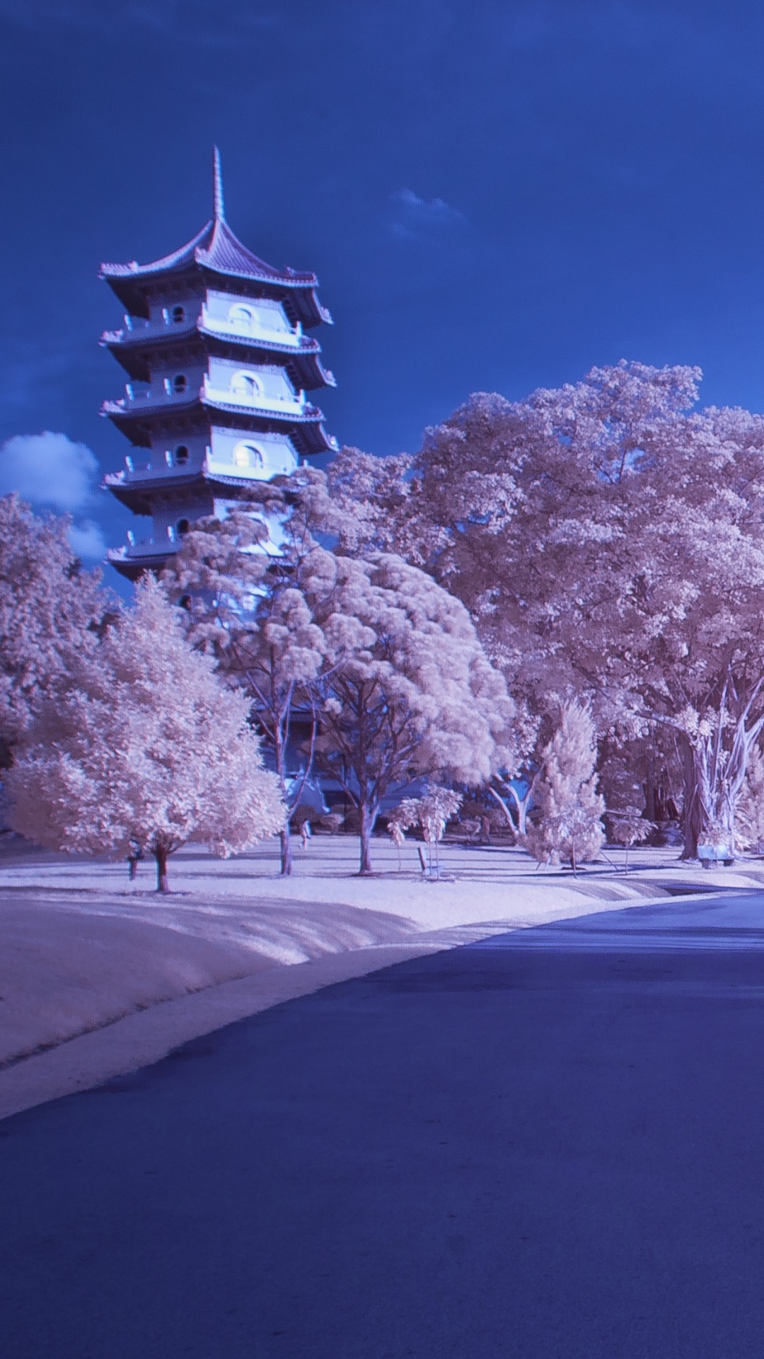 日本, 樱花, 冬天, 冻结, 早上 壁纸 1080x1920 允许