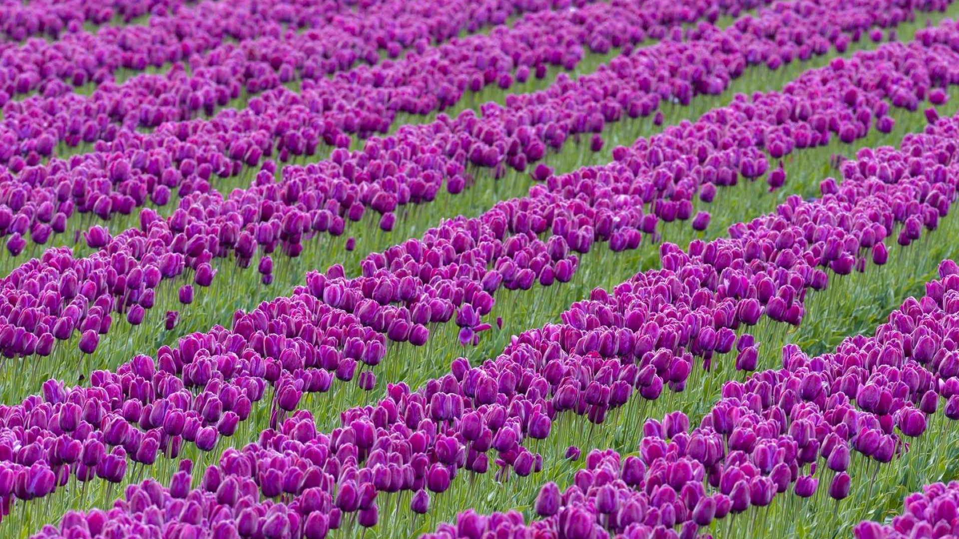 Purple Flower Field During Daytime. Wallpaper in 1920x1080 Resolution