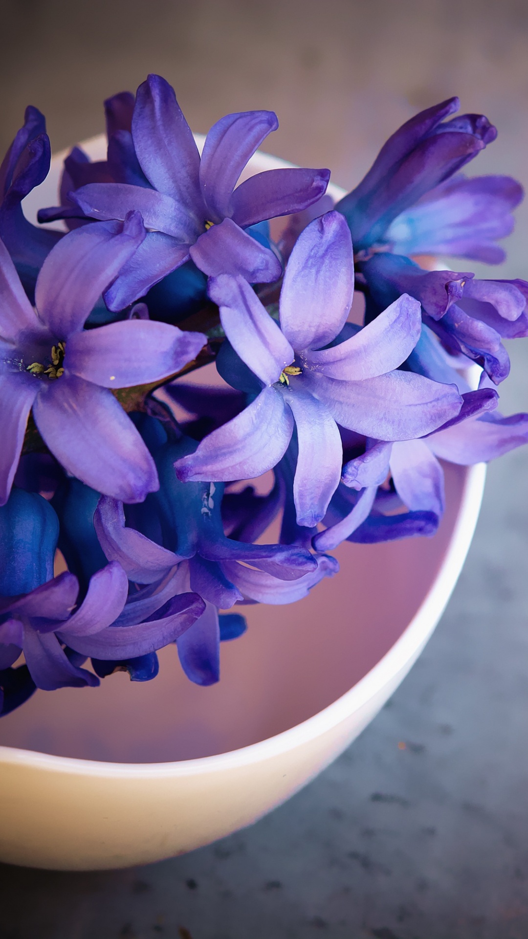 Lila Blume in Weißer Keramikvase. Wallpaper in 1080x1920 Resolution