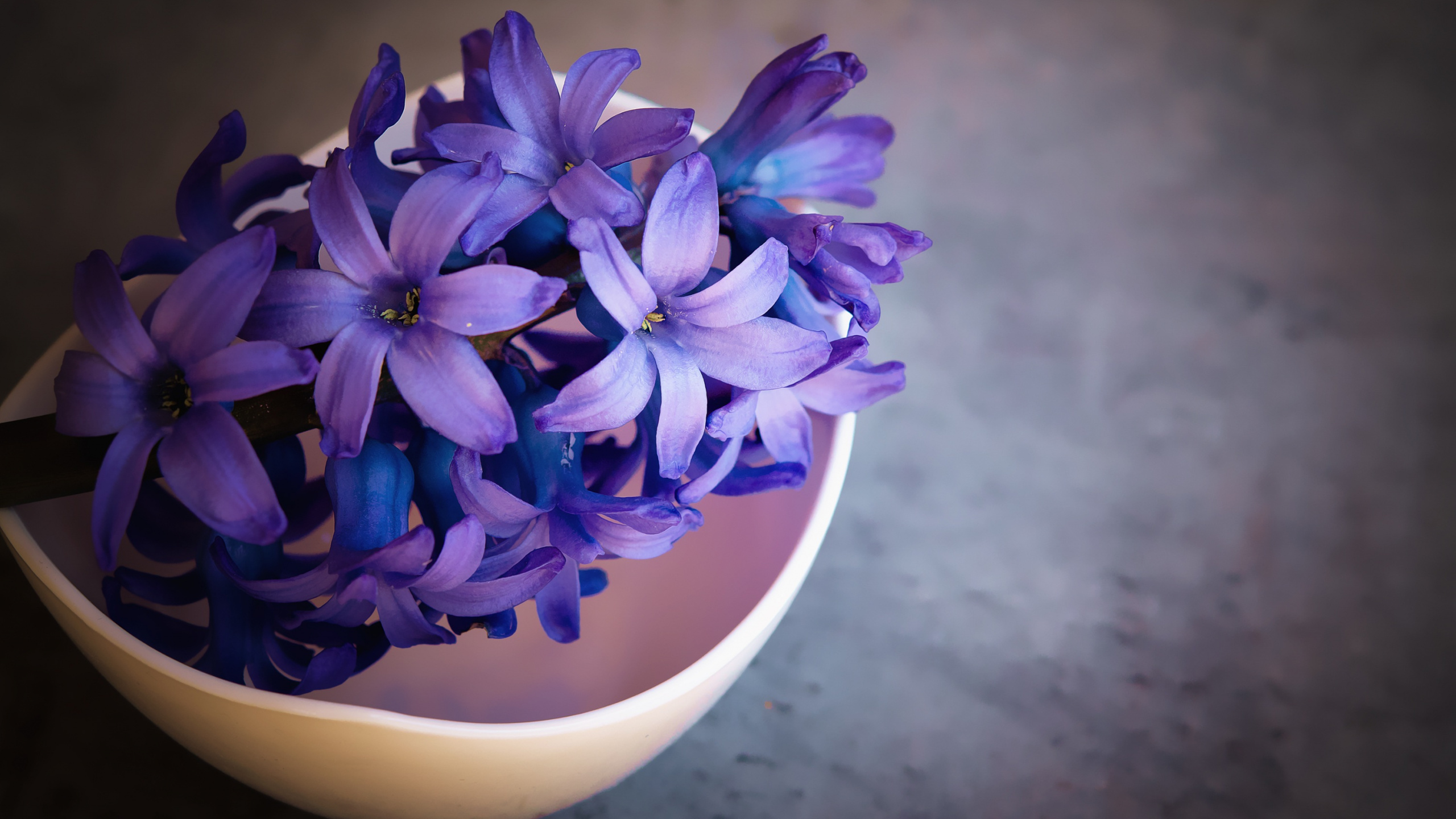 Purple Flower in White Ceramic Vase. Wallpaper in 2560x1440 Resolution