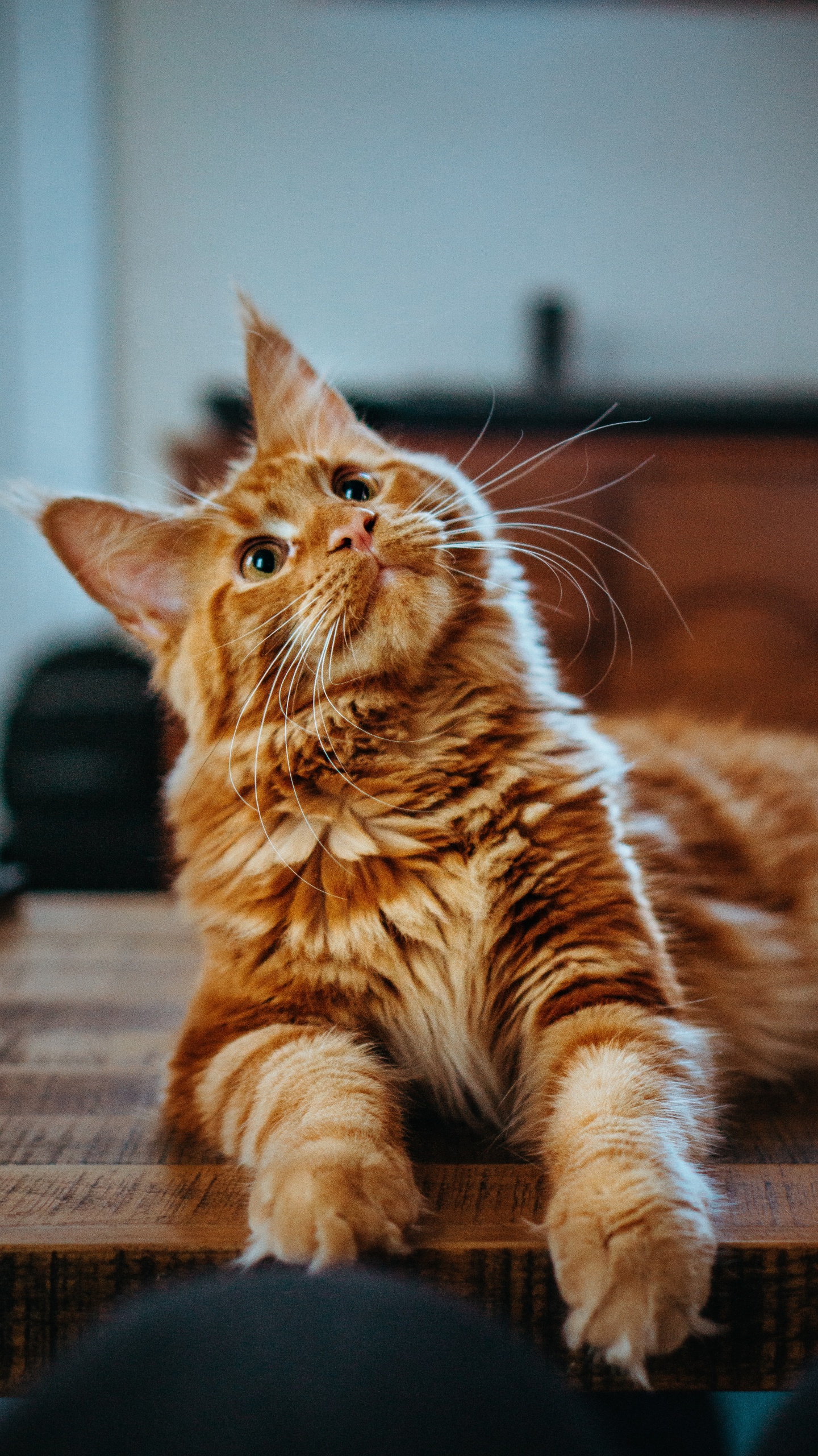 Orange Getigerte Katze Liegt Auf Braunem Holzboden. Wallpaper in 1440x2560 Resolution