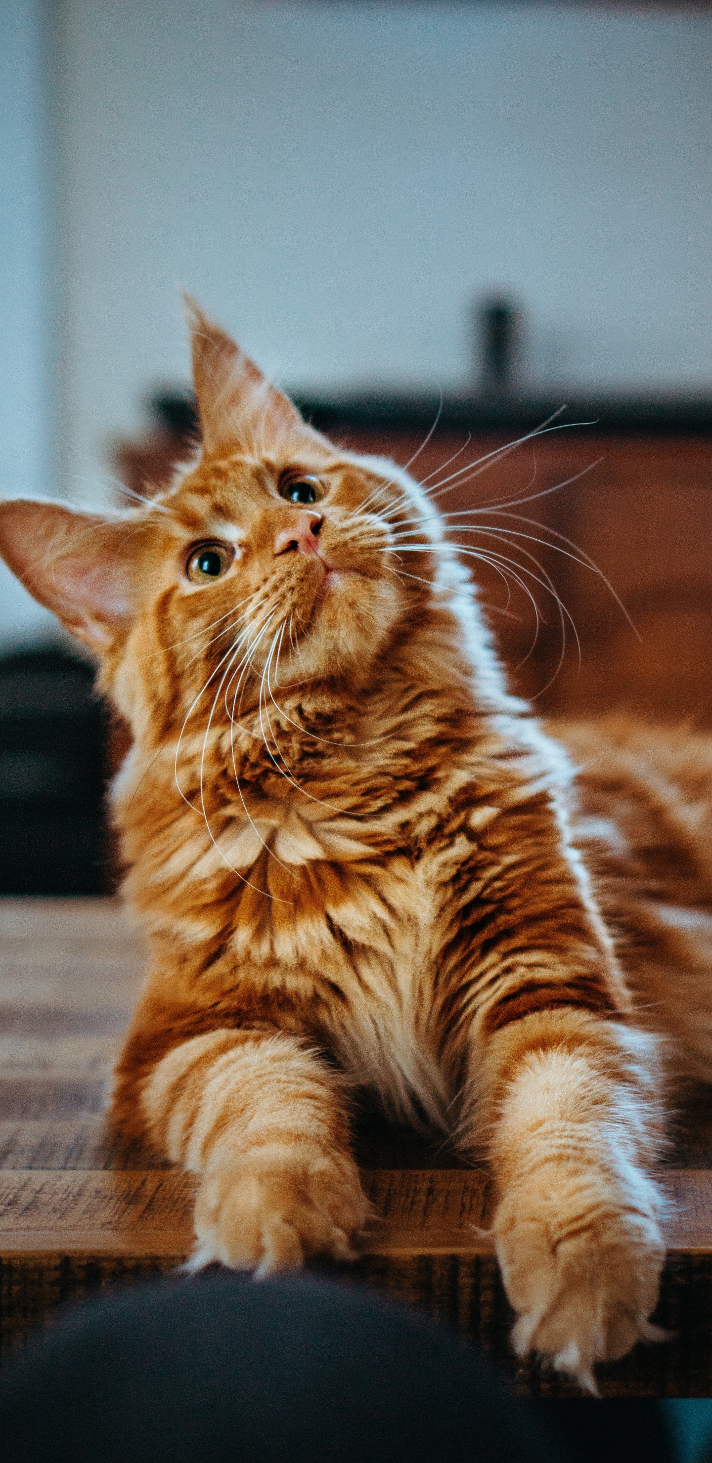 Orange Getigerte Katze Liegt Auf Braunem Holzboden. Wallpaper in 1440x2960 Resolution