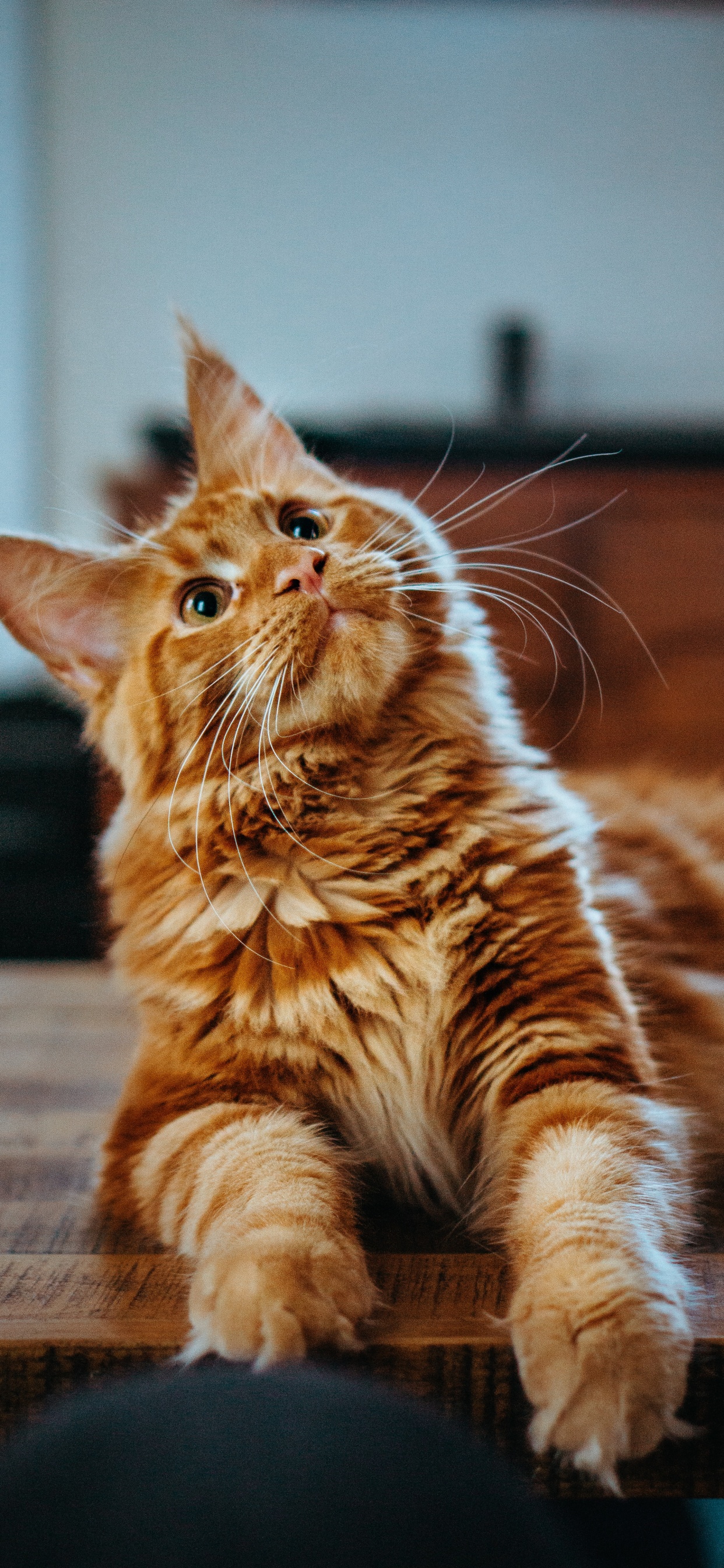 缅因, 小猫, 大花猫, 猫科, 胡须 壁纸 1242x2688 允许