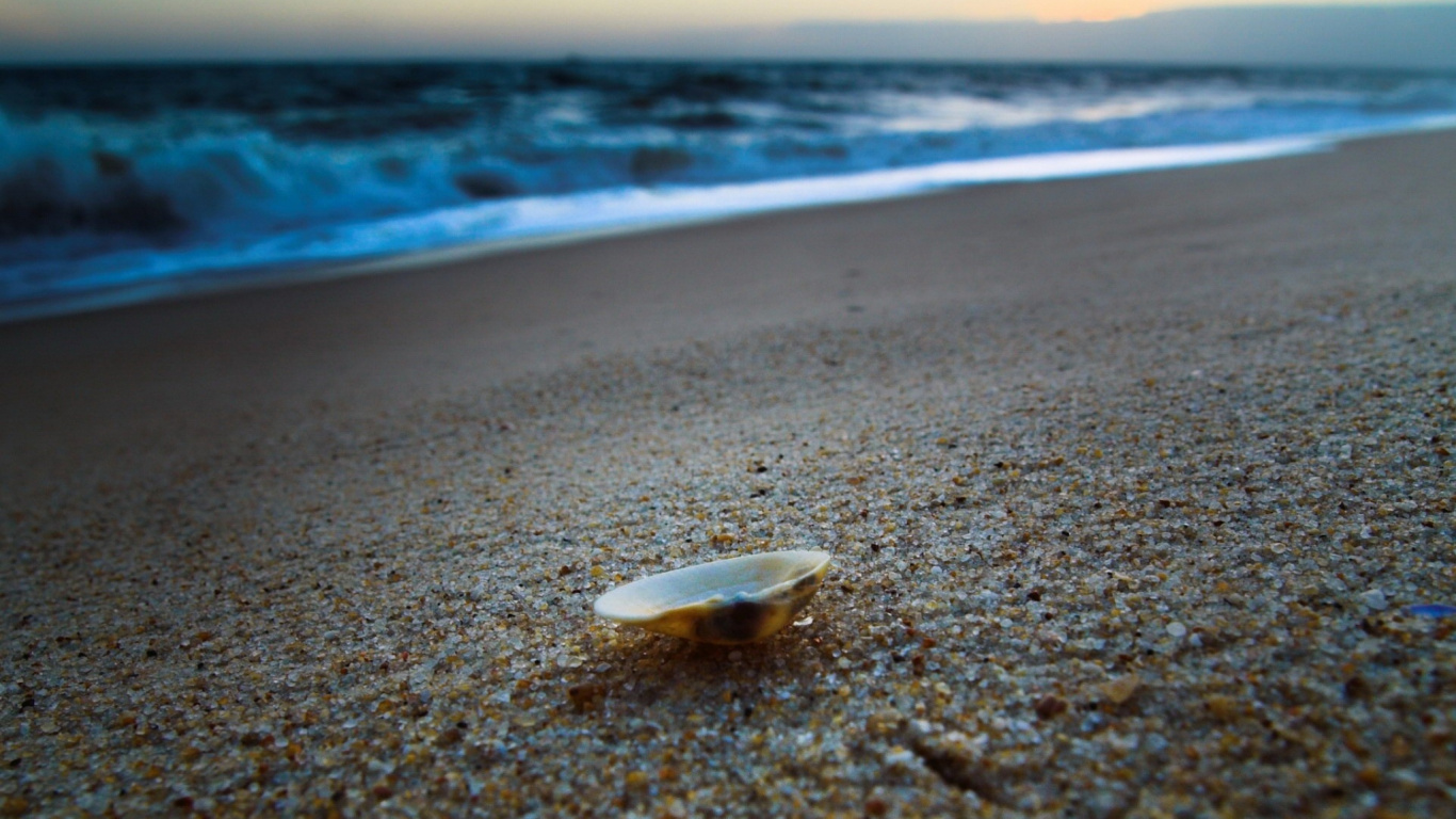 Coquillage Blanc Sur le Rivage de la Plage Pendant la Journée. Wallpaper in 1366x768 Resolution