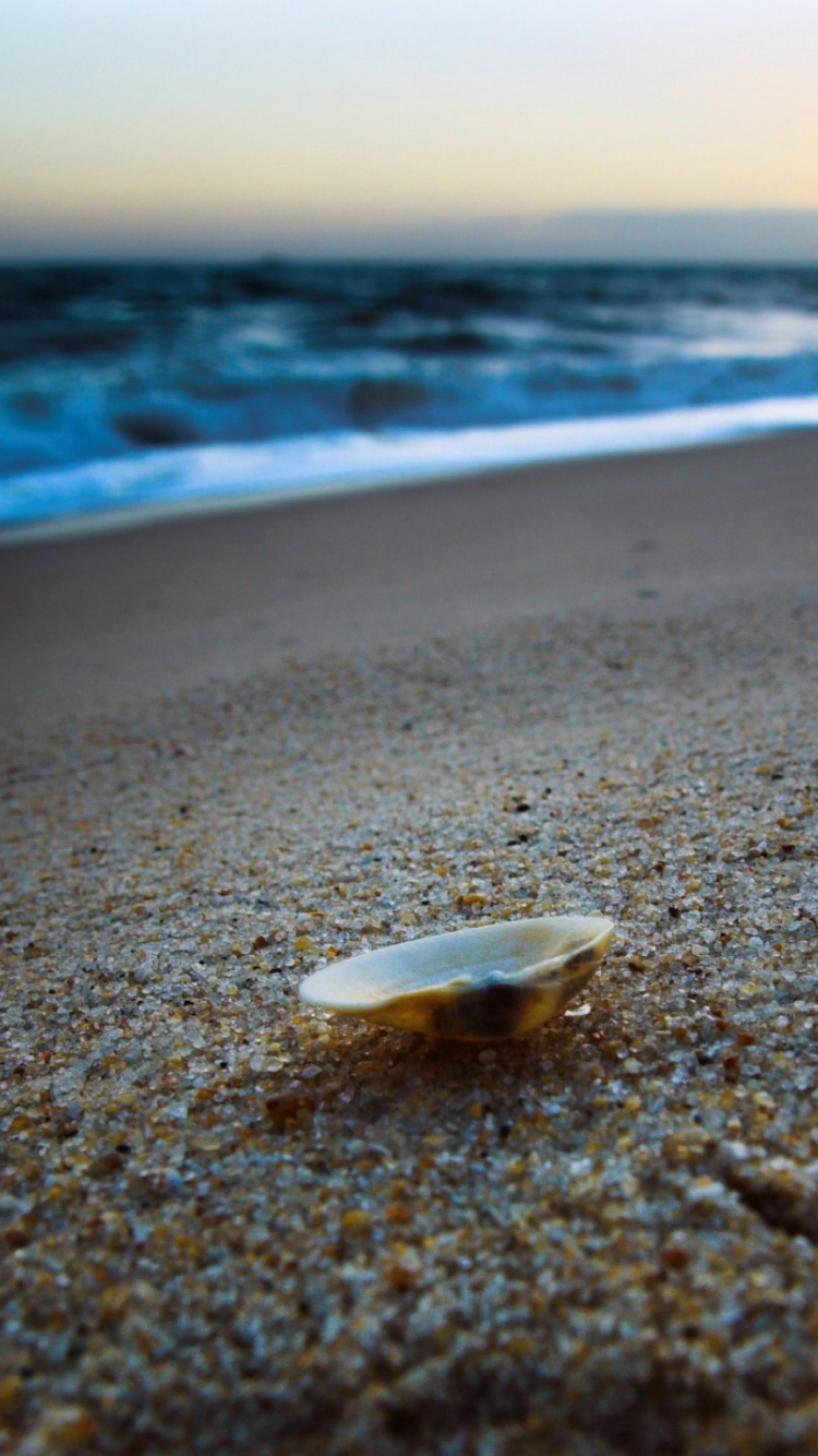 White Sea Shell on Beach Shore During Daytime. Wallpaper in 750x1334 Resolution