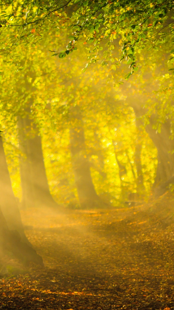 Arbres Verts Sur Sol Brun. Wallpaper in 720x1280 Resolution