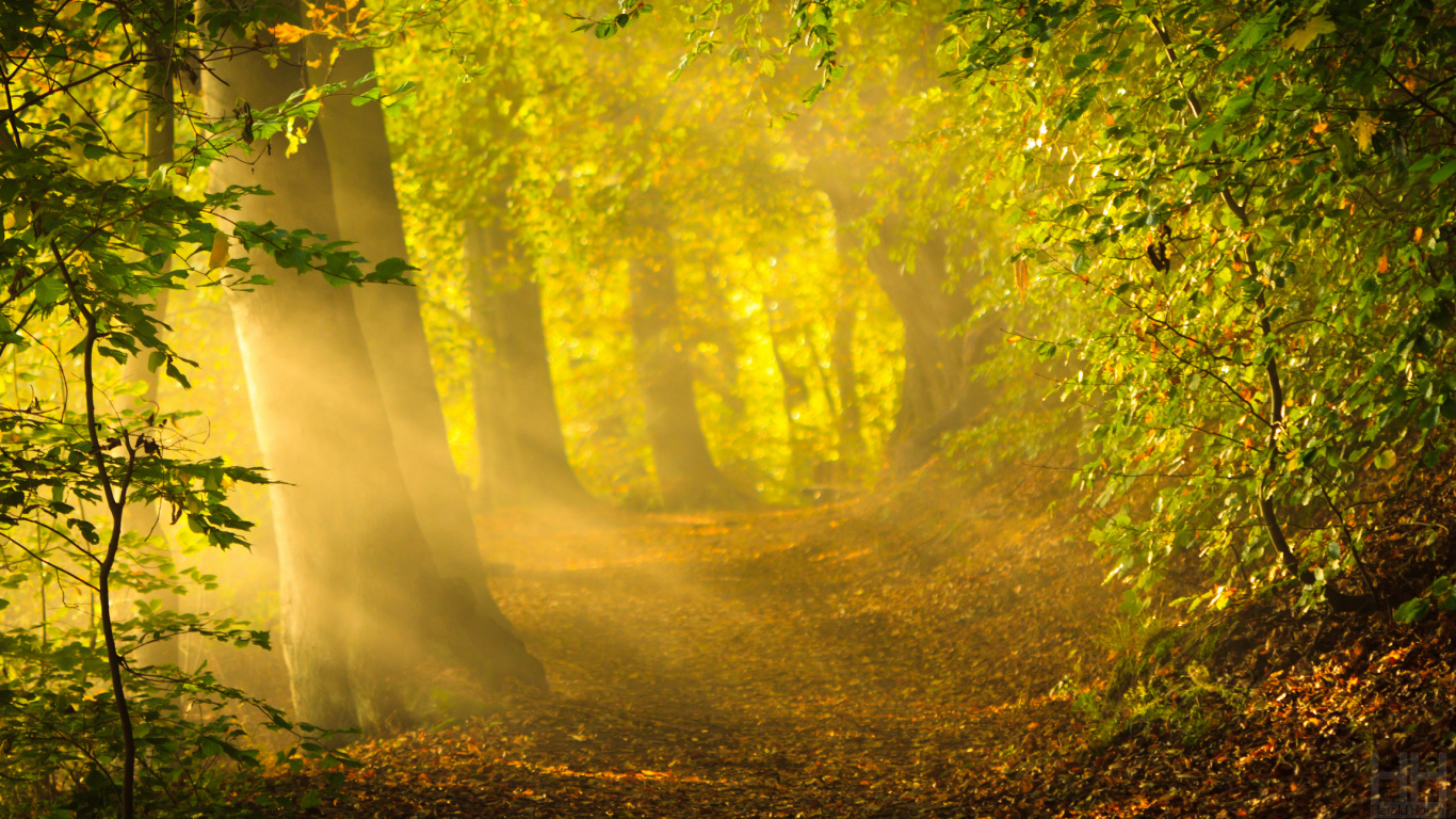 Green Trees on Brown Soil. Wallpaper in 1366x768 Resolution