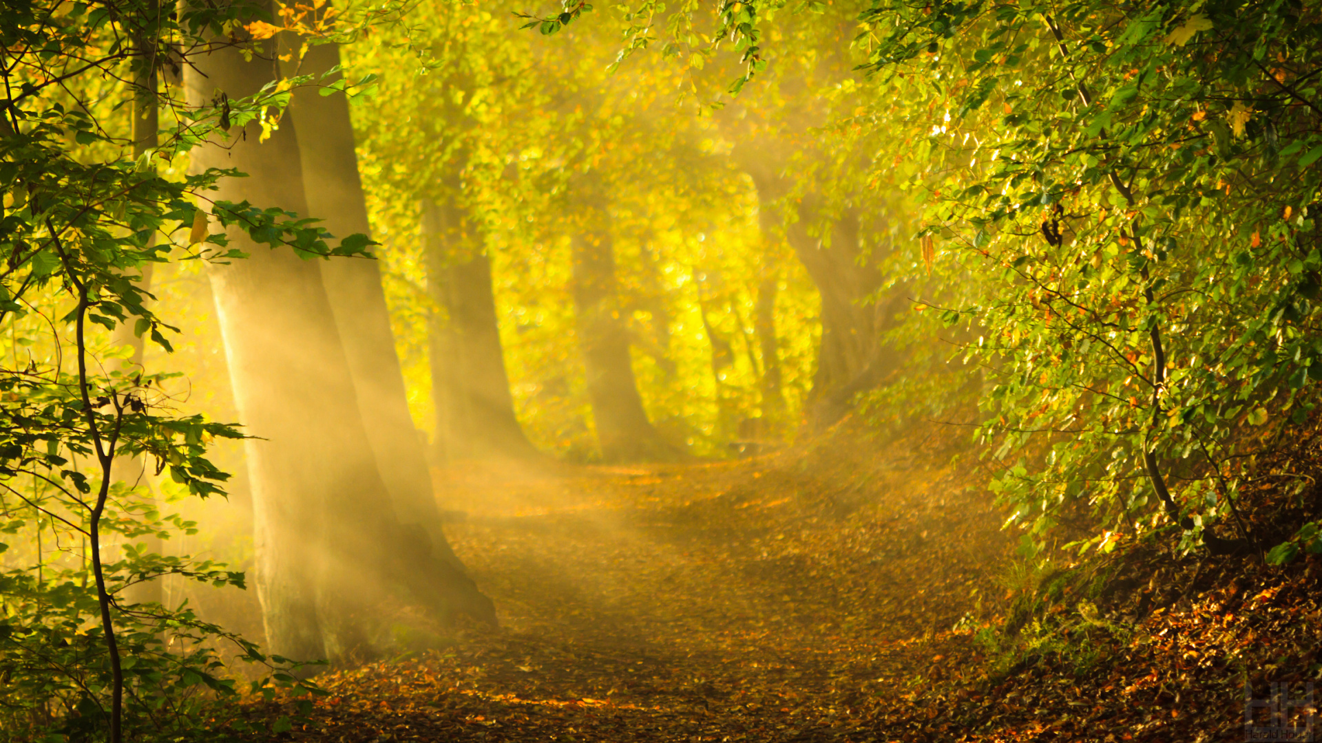Green Trees on Brown Soil. Wallpaper in 1920x1080 Resolution
