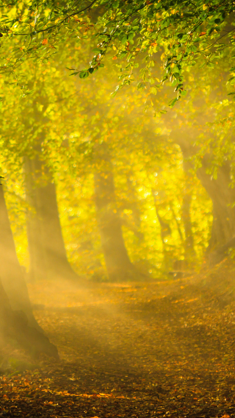 Green Trees on Brown Soil. Wallpaper in 750x1334 Resolution