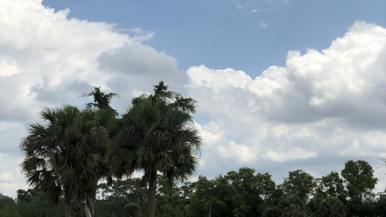 Common Ostrich, Cloud, Bird, Plain, Natural Landscape. Wallpaper in 1280x720 Resolution