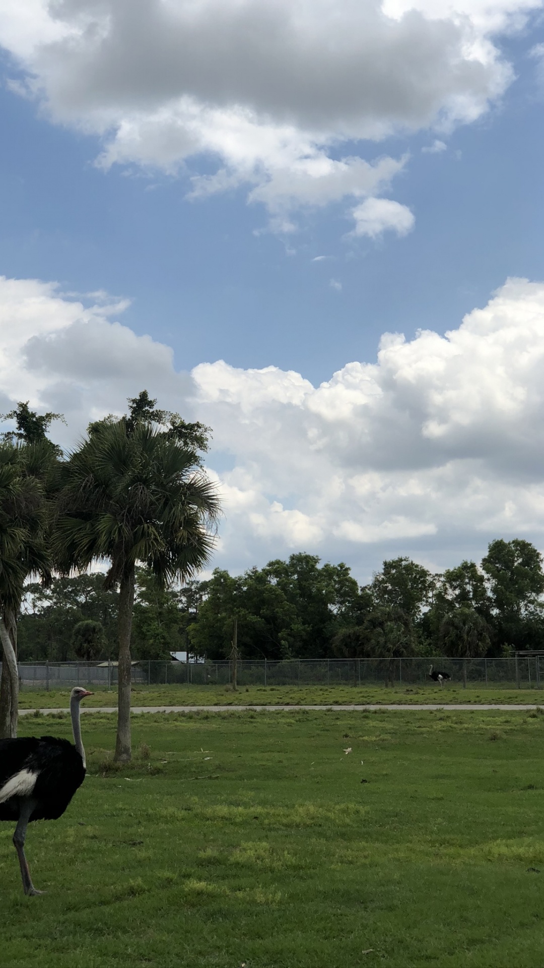 Commune de Autruche, Oiseau, Plaine, Paysage Naturel, Prairie. Wallpaper in 1080x1920 Resolution