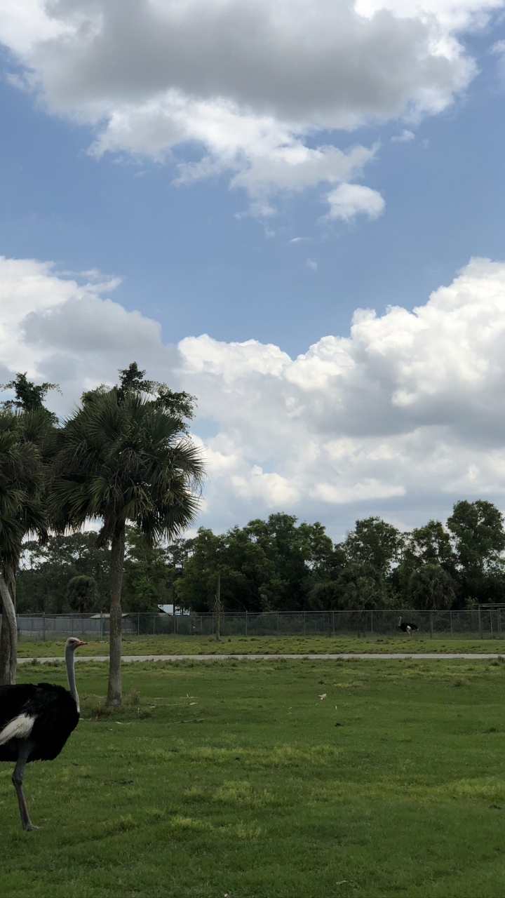 Commune de Autruche, Oiseau, Plaine, Paysage Naturel, Prairie. Wallpaper in 720x1280 Resolution