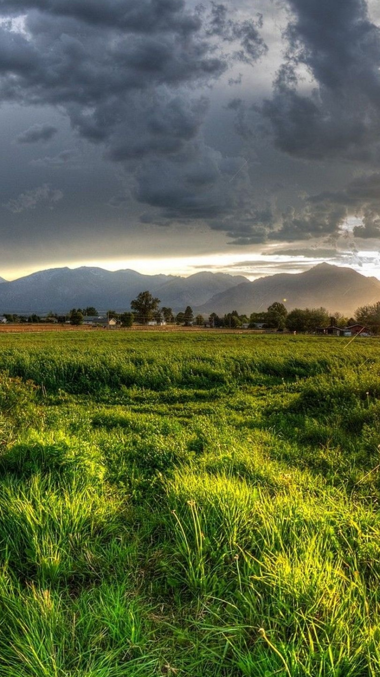草地上, 植被, 性质, 草, 日落 壁纸 750x1334 允许