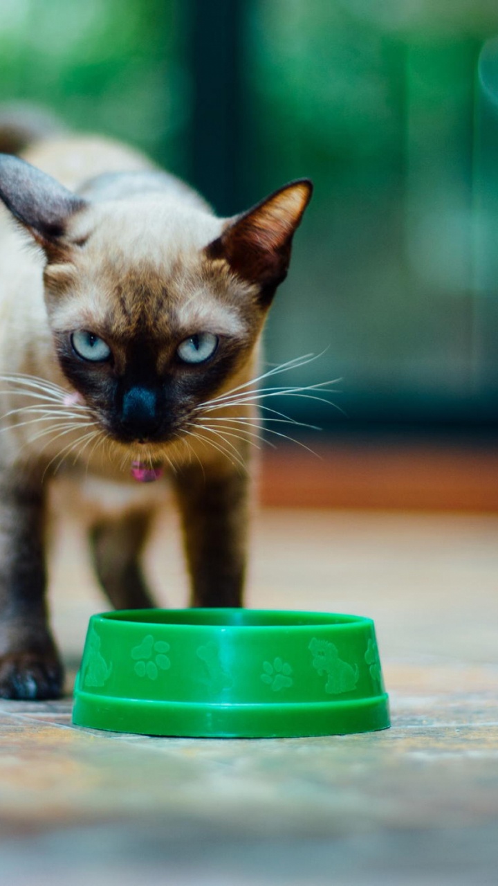 White and Brown Cat on Brown Wooden Floor. Wallpaper in 720x1280 Resolution