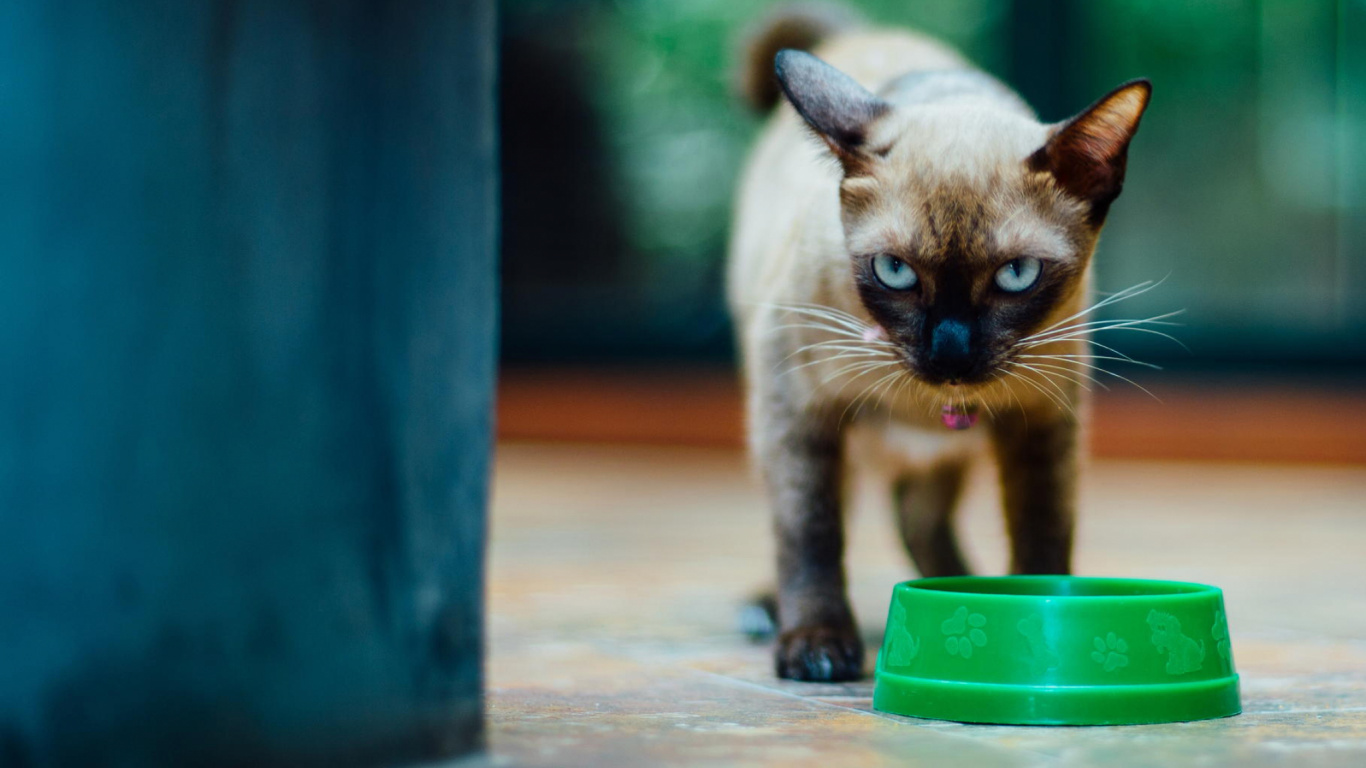 暹罗猫, 小猫, 缅甸猫, 中小型猫, 动植物 壁纸 1366x768 允许