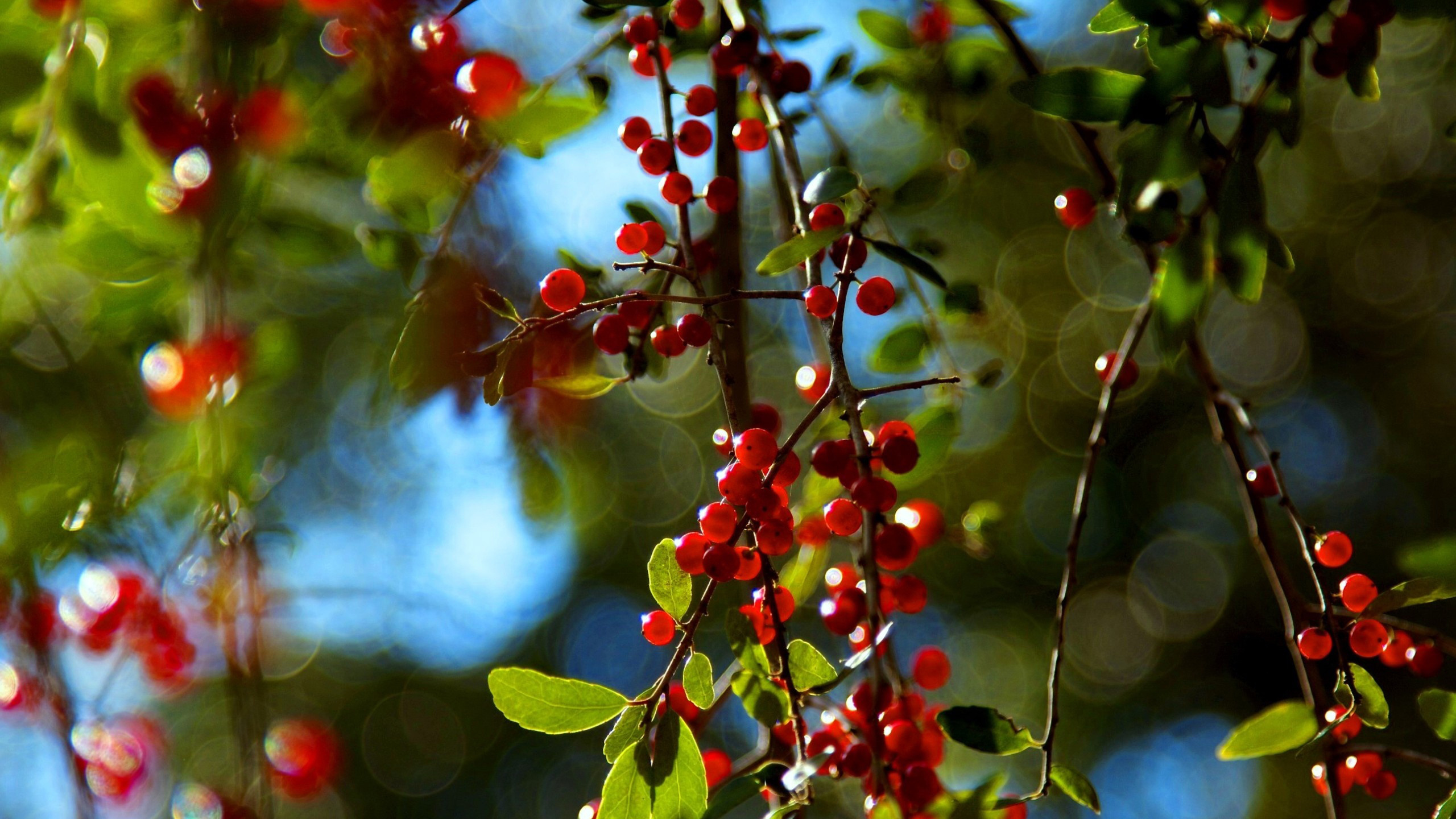Planta de Hoja Roja y Verde. Wallpaper in 2560x1440 Resolution