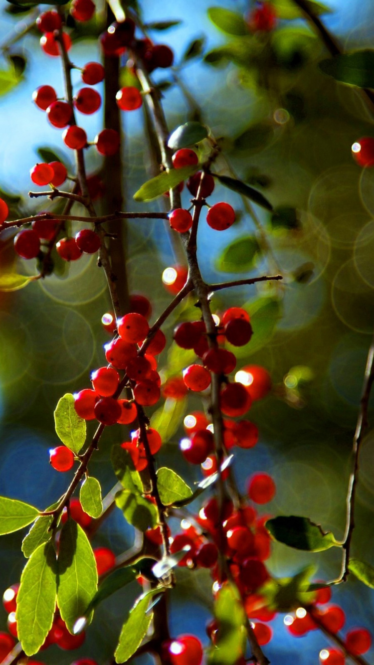 Rote Und Grüne Blattpflanze. Wallpaper in 750x1334 Resolution