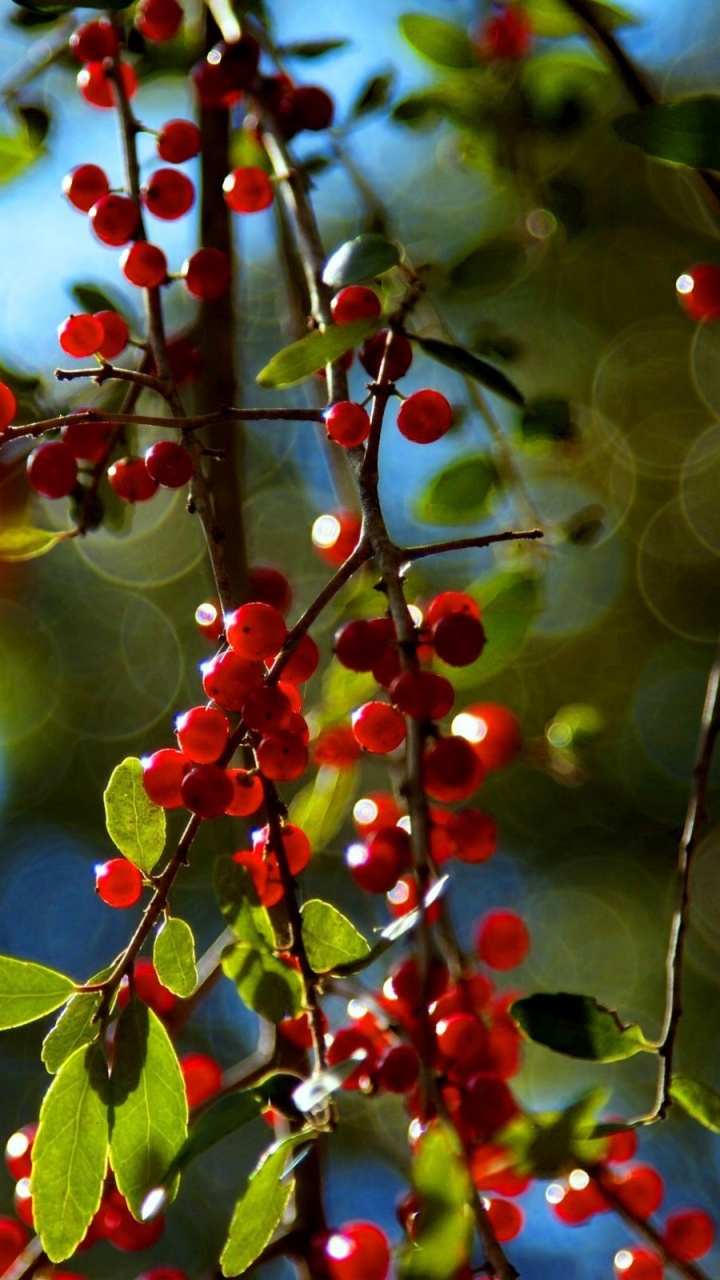 Holly, 工厂, Evergreen, Windows8, 浆果 壁纸 720x1280 允许