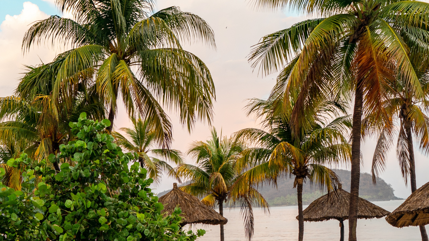 Swimming Pool, Water, Palms, Plant, Sea. Wallpaper in 1366x768 Resolution