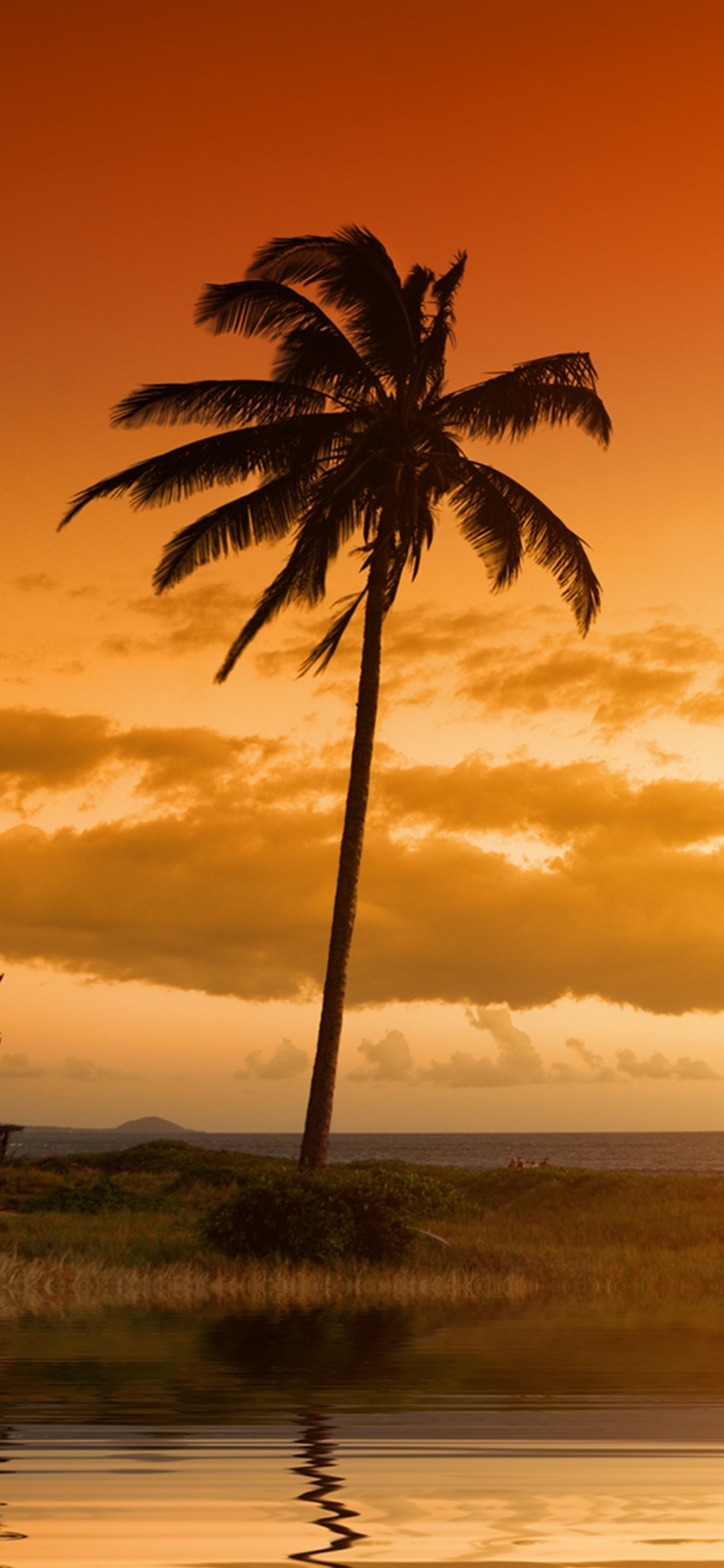 Palme in Der Nähe Eines Gewässers Bei Sonnenuntergang. Wallpaper in 1125x2436 Resolution